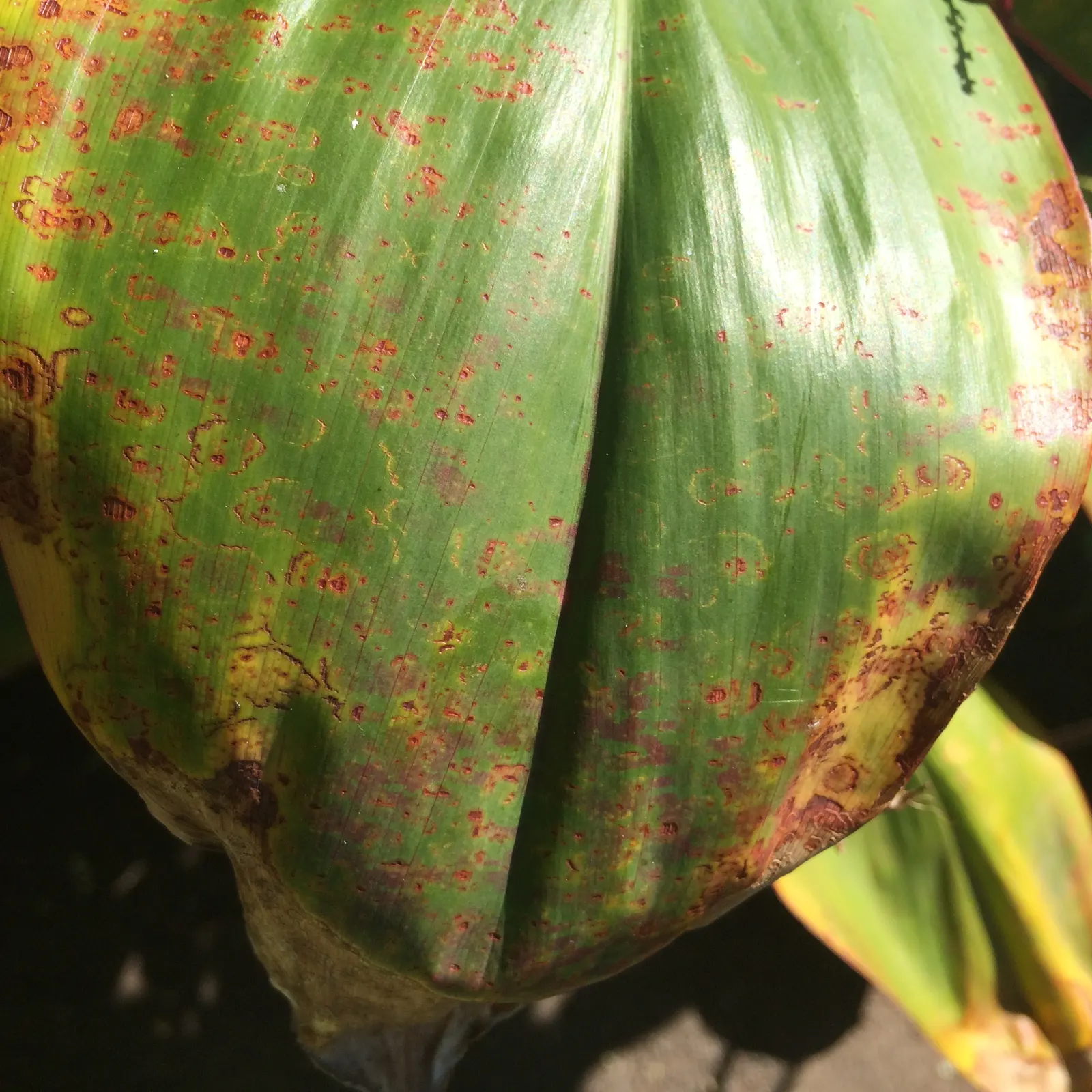 Hawaiian Ti Plant (Cordyline Terminalis) — Regular watering to maintain evenly moist soil and an application of a balanced; excellent for statement, image 87