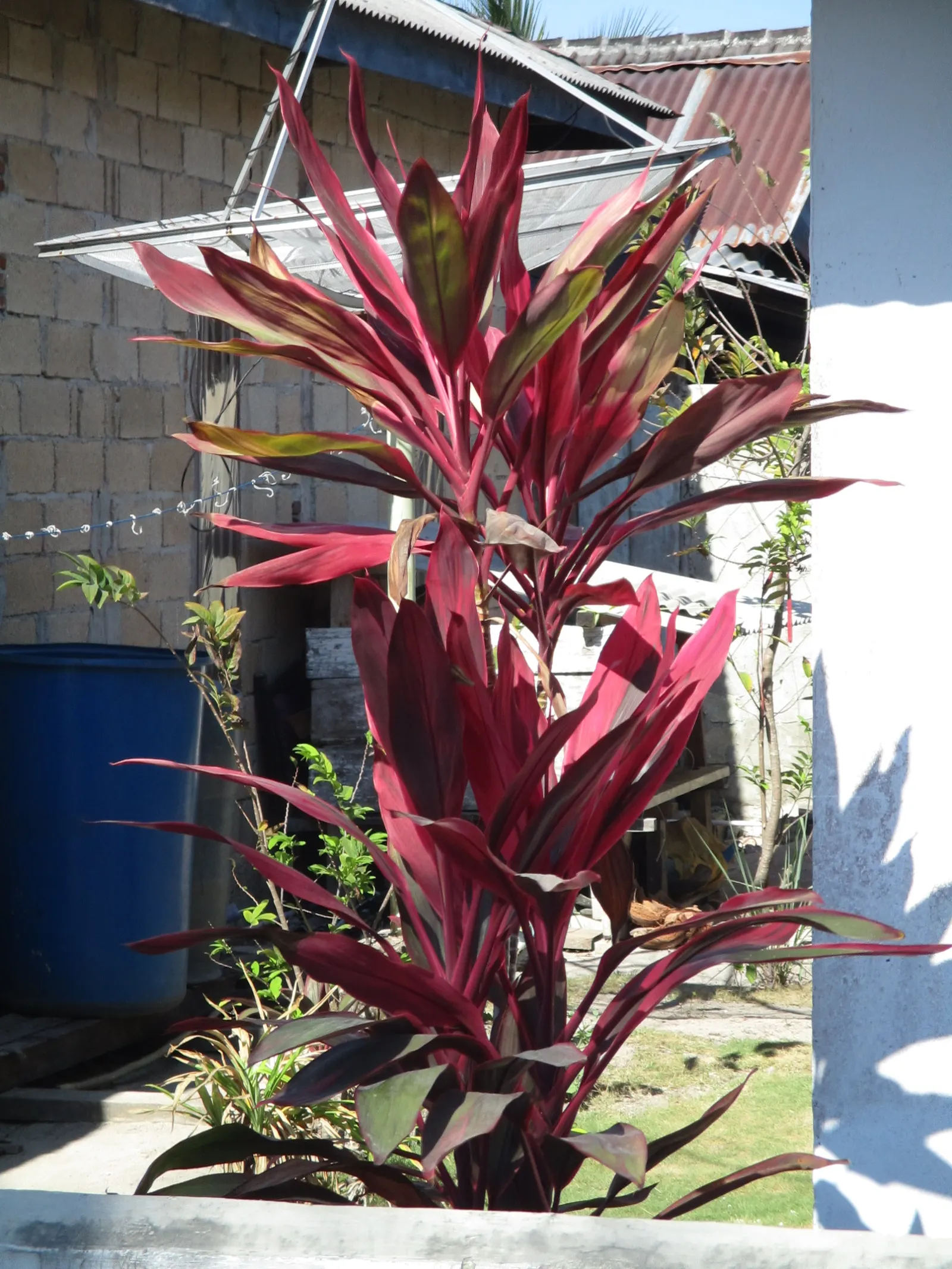 Hawaiian Ti Plant (Cordyline Terminalis) — enchanting both the client and visitors with its rich colors and striking appearance; seasonal blooms, image 59