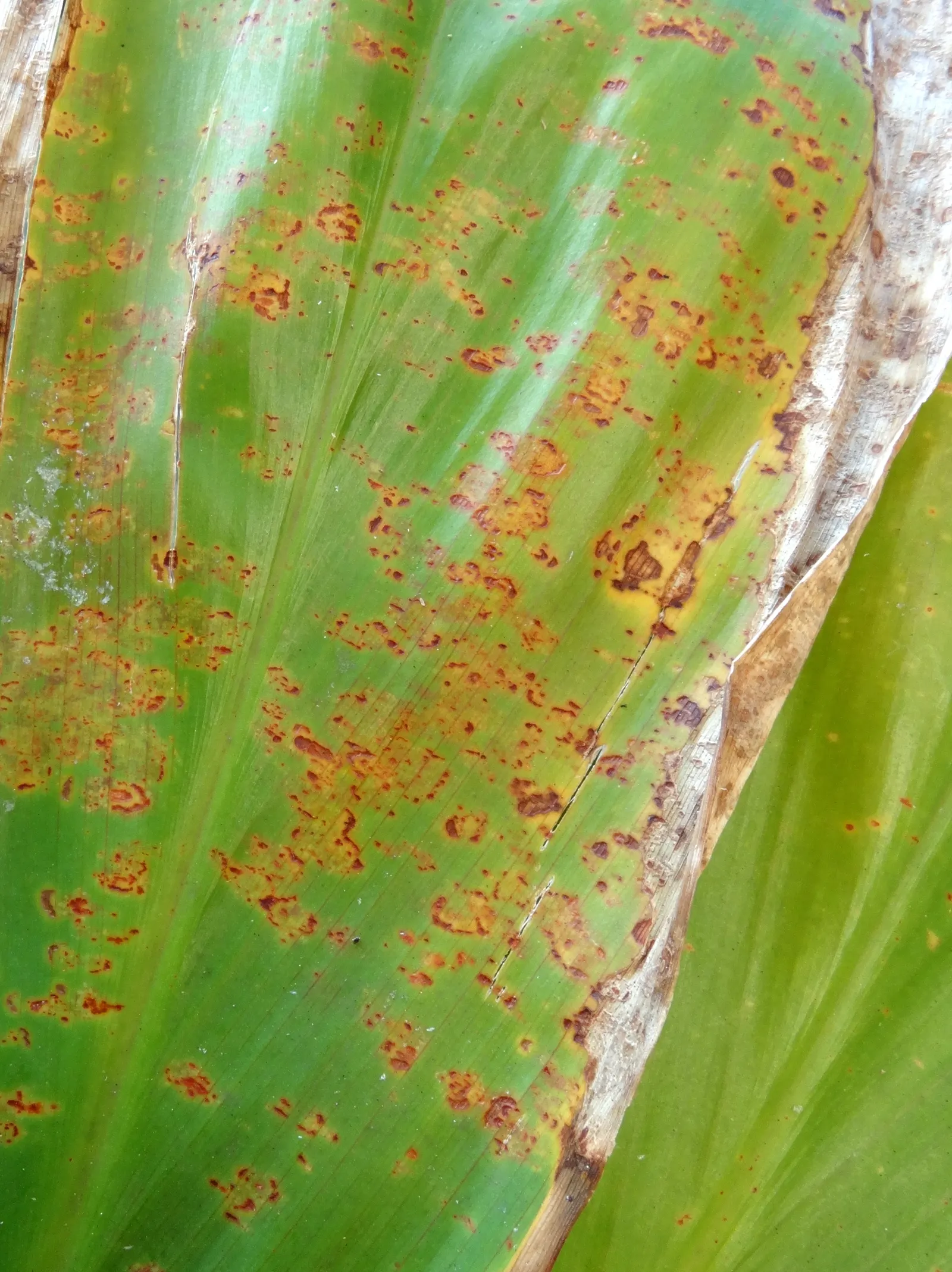 Hawaiian Ti Plant (Cordyline Terminalis) — from deep greens to variegated patterns of reds; perennial for full or half, image 39