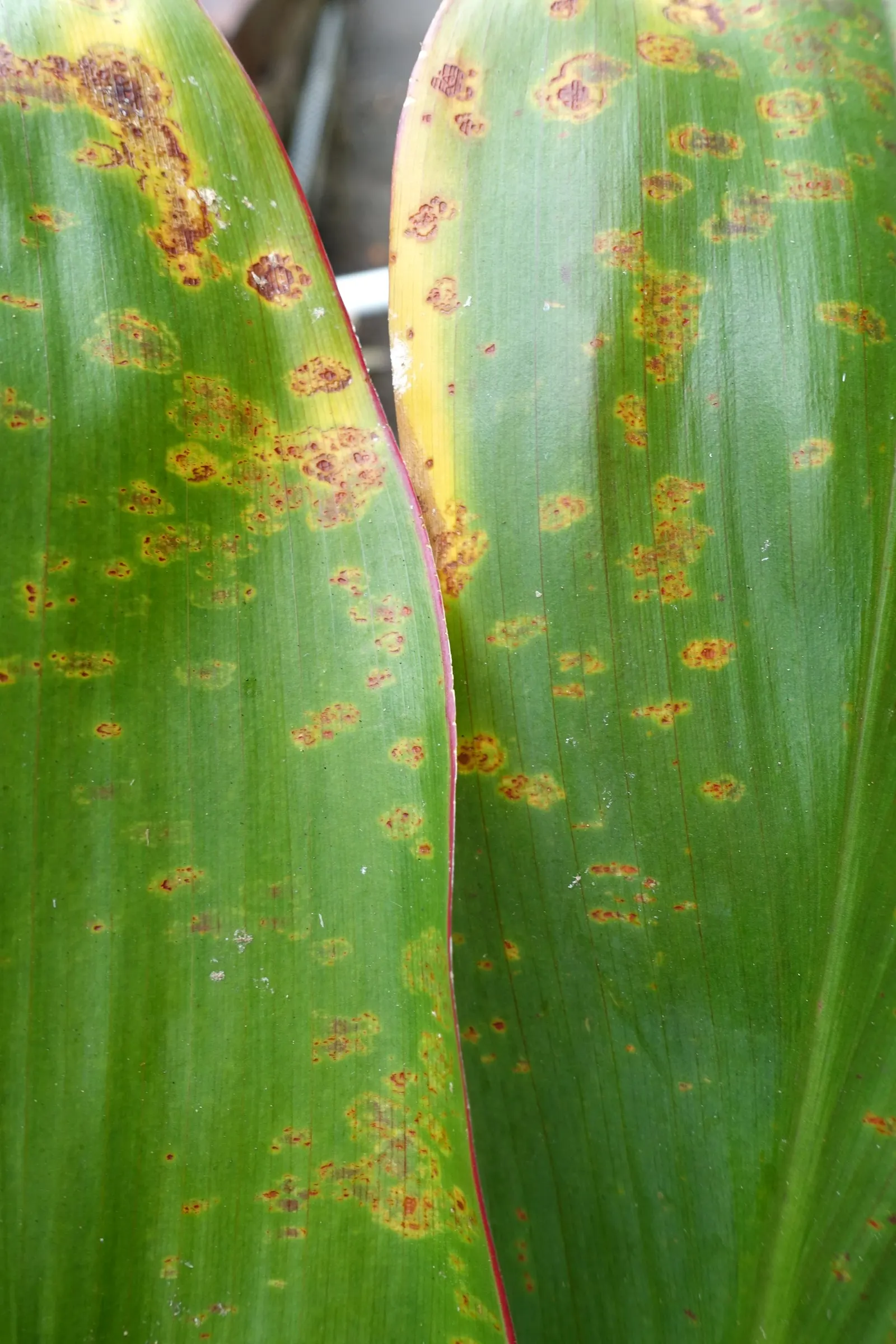 Hawaiian Ti Plant (Cordyline Terminalis) — this resilient and low-maintenance plant can become a captivating feature, image 178