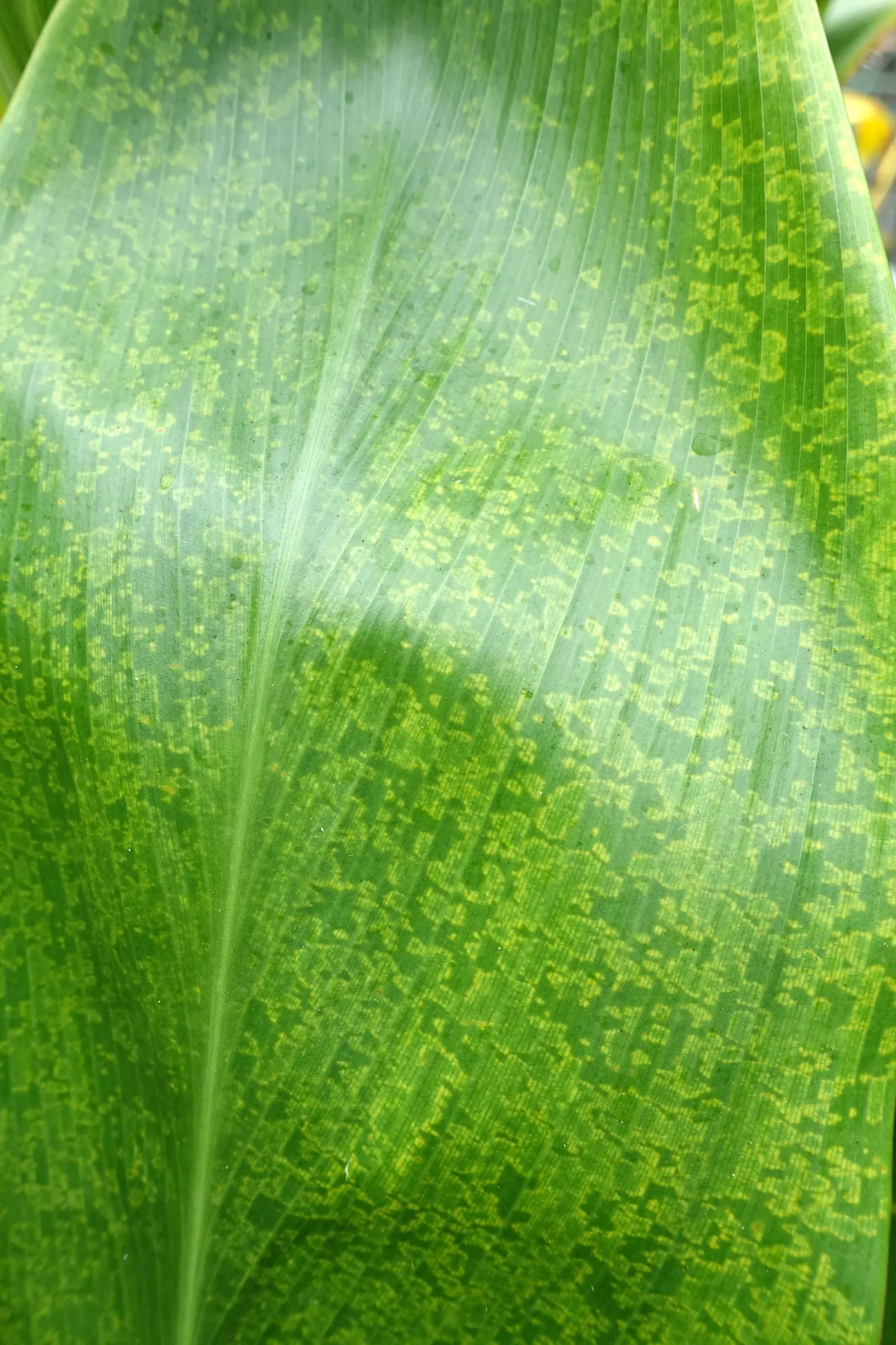 Hawaiian Ti Plant (Cordyline Terminalis) — The foliage presents in a stunning array of hues, image 128
