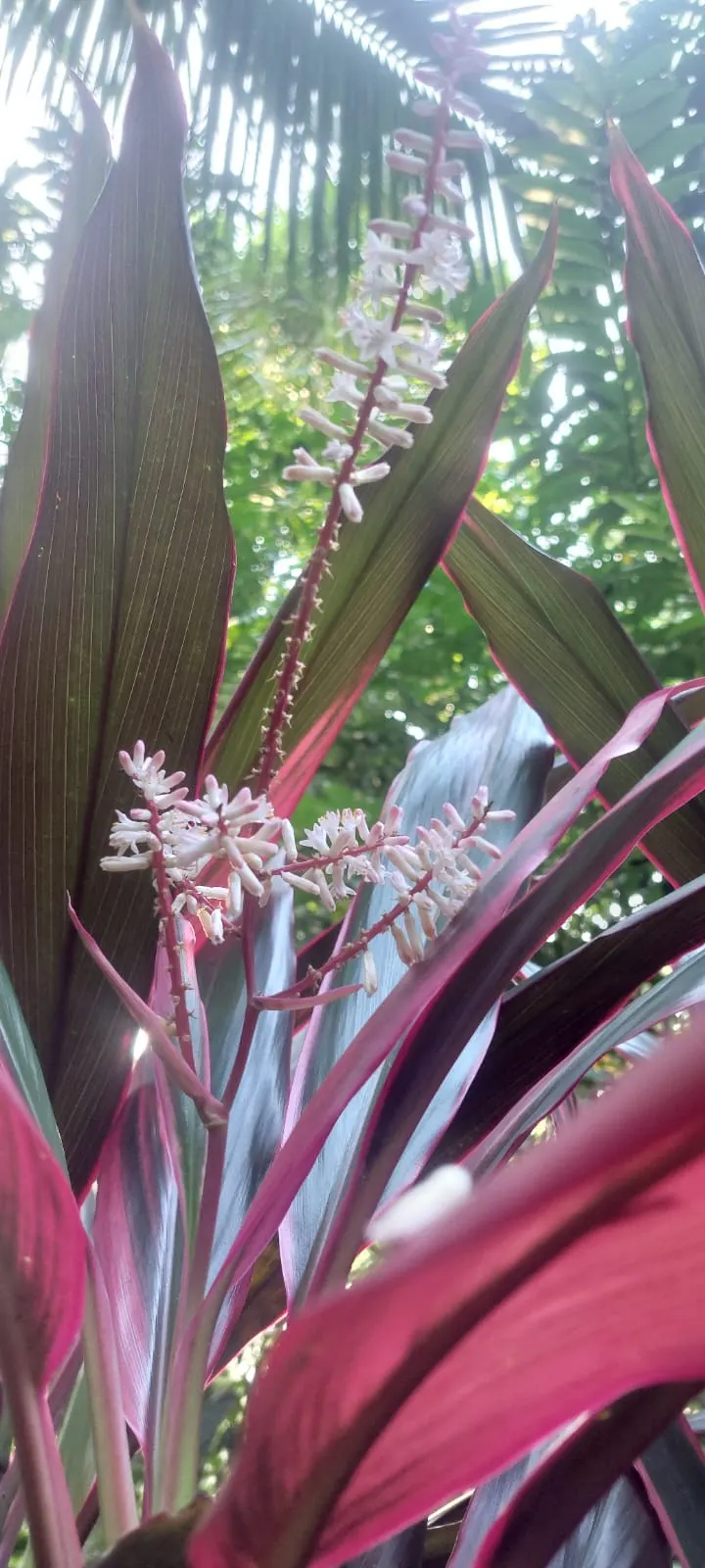 Hawaiian Ti Plant (Cordyline Terminalis) — Excellent for statement bordering or container planting, offering year-round foliage interest; from deep greens to