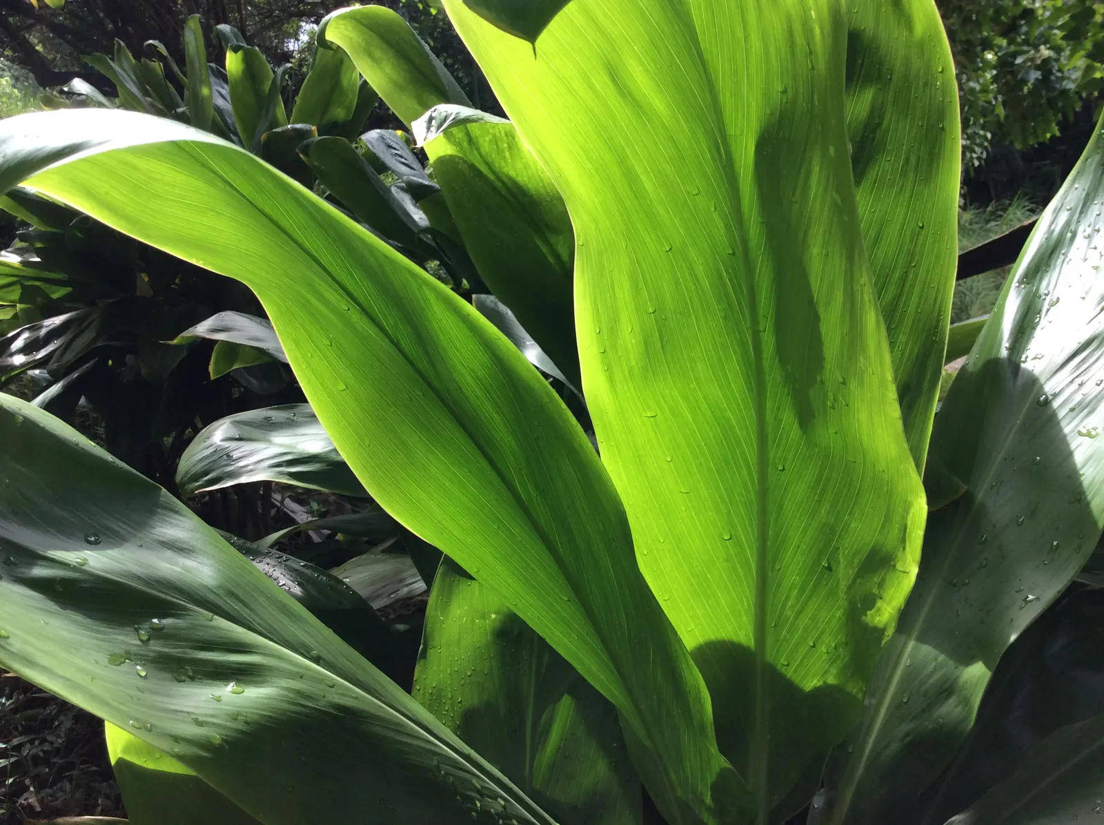 Hawaiian Ti Plant (Cordyline Terminalis) — perennial for full or half; regular watering to maintain evenly moist soil and an application of a, image 90