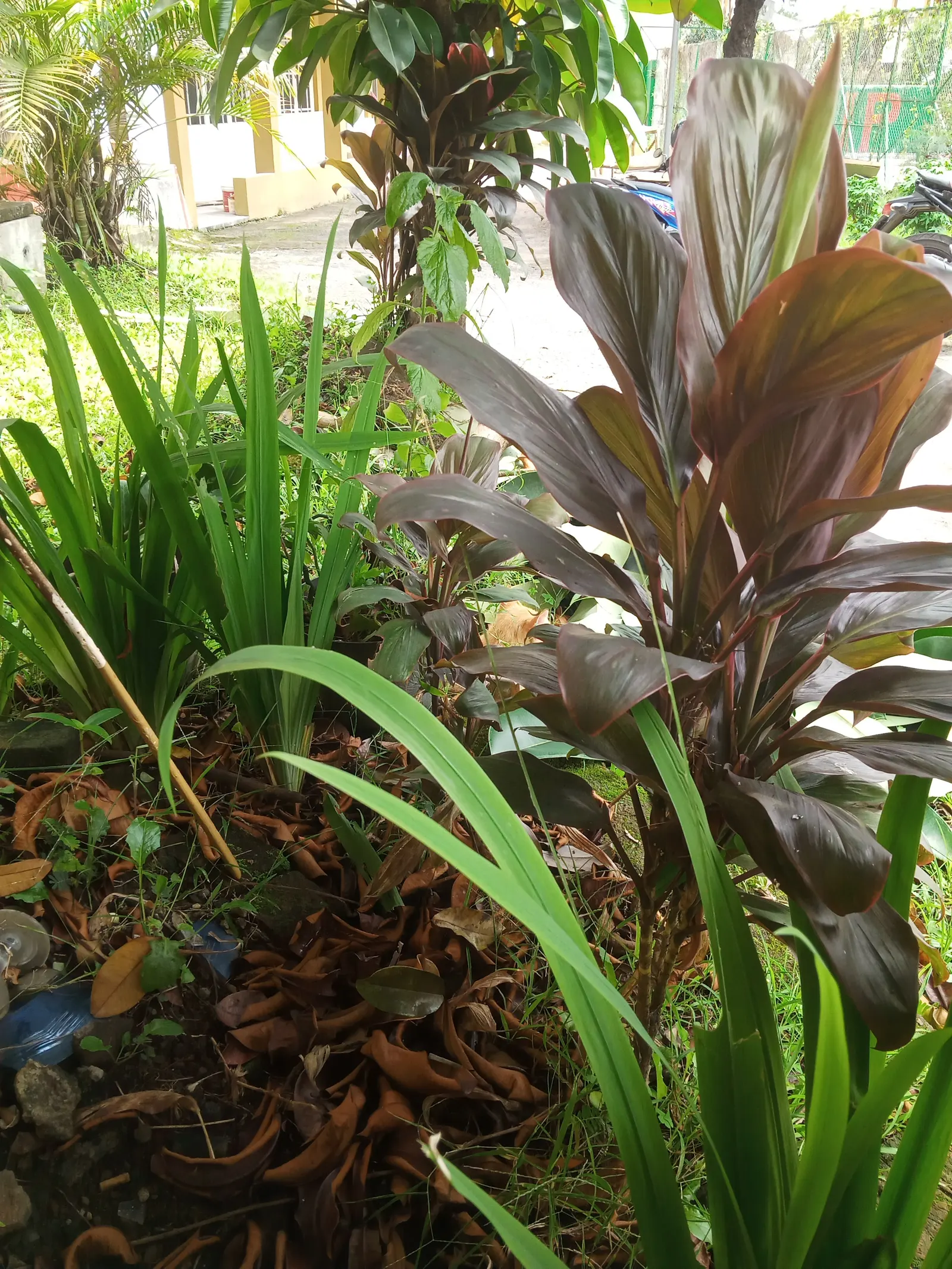 Hawaiian Ti Plant (Cordyline Terminalis) — enchanting both the client and visitors with its rich colors and striking appearance; seasonal blooms, image 194