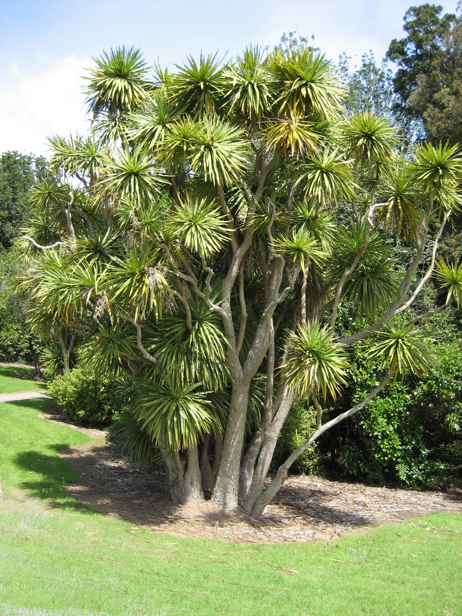 Hawaiian Ti Plant (Cordyline Terminalis) — This striking accent thrives in well-drained soil with moderate water; indicating suitability for warmer, image 79
