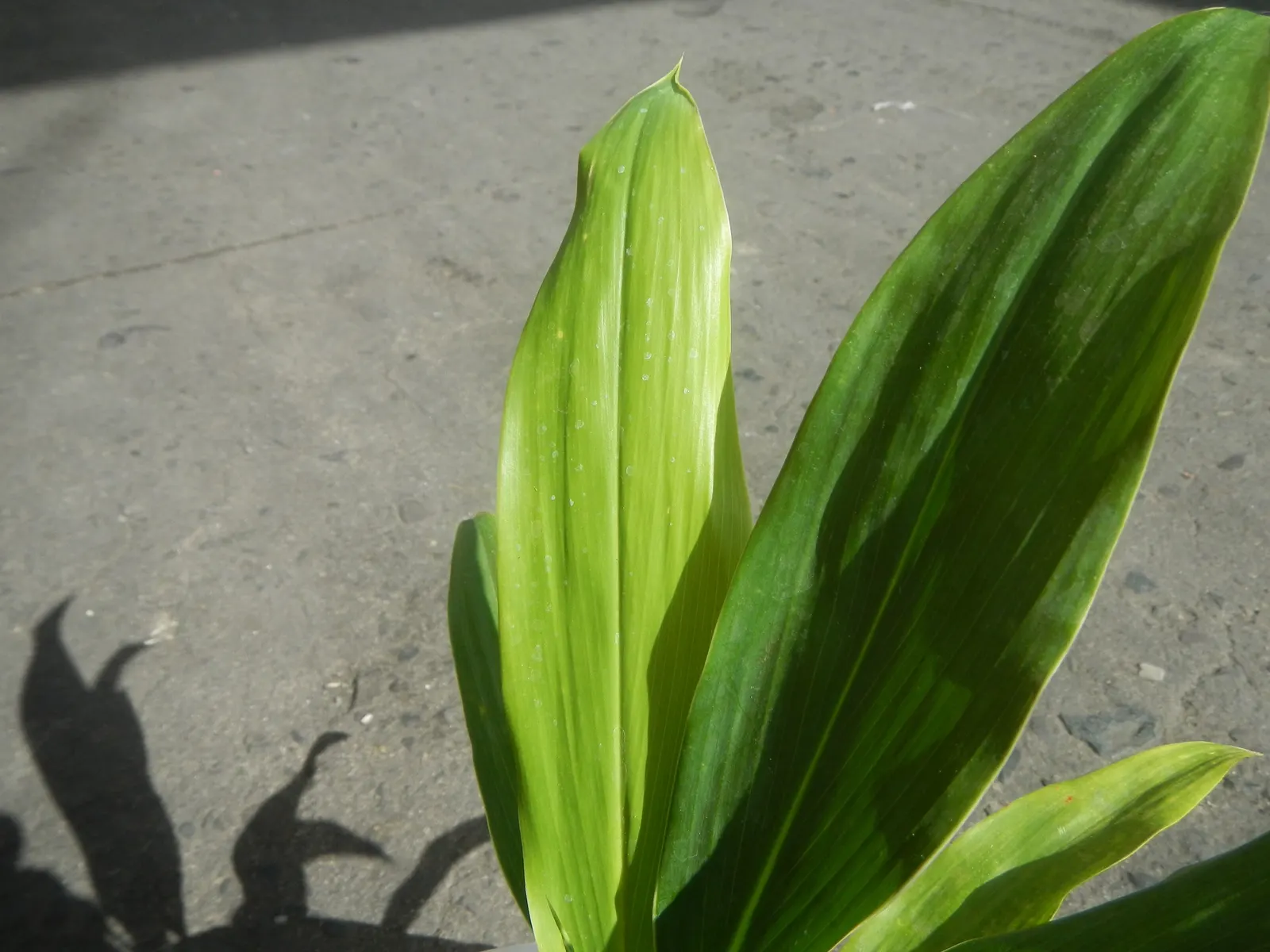 Hawaiian Ti Plant (Cordyline Terminalis) — Cordyline fruticosa (formerly known as Cordyline terminalis); imbues tropical flair with its evergreen, image 172