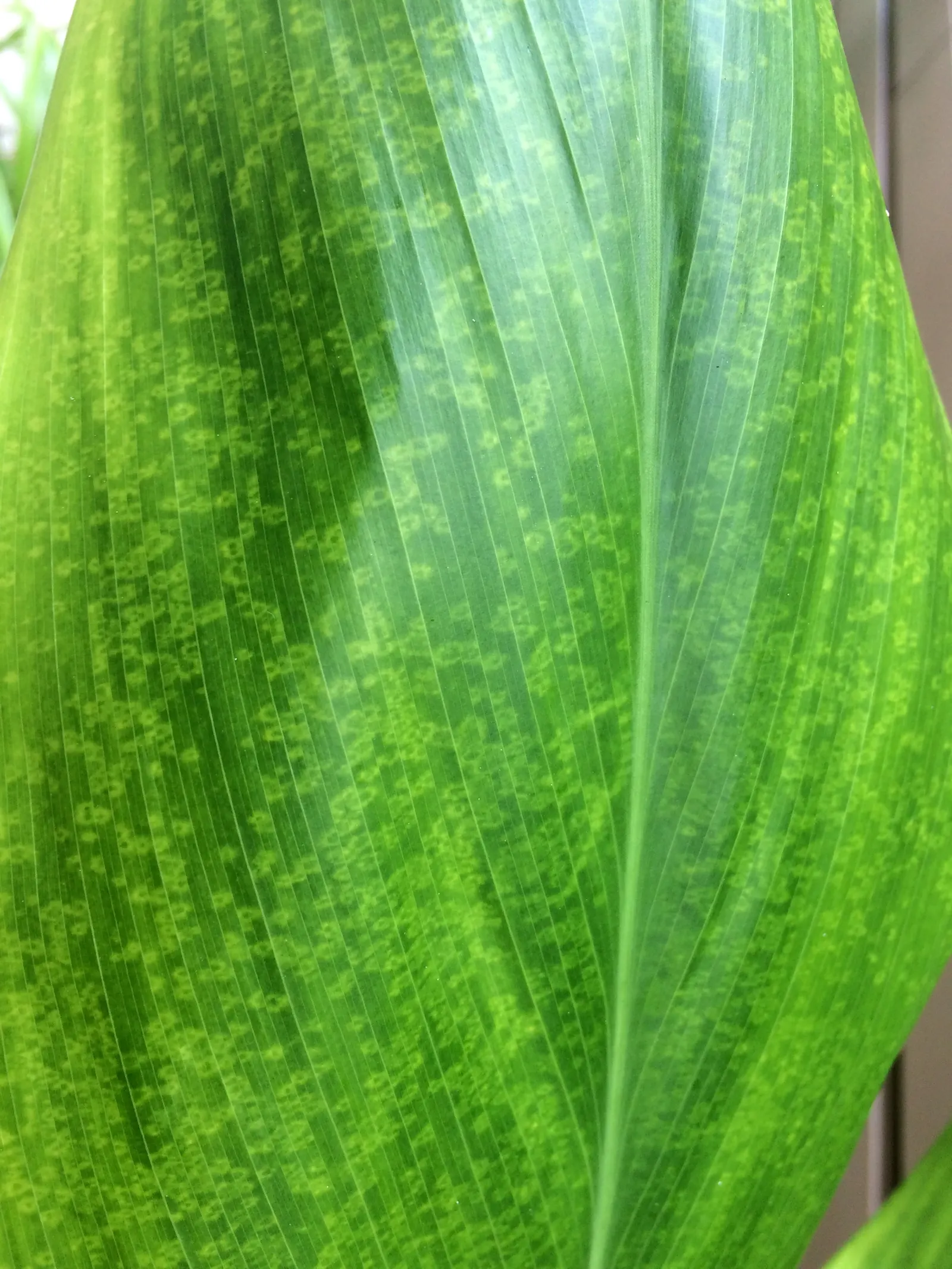 Hawaiian Ti Plant (Cordyline Terminalis) — this resilient and low-maintenance plant can become a captivating feature, image 88
