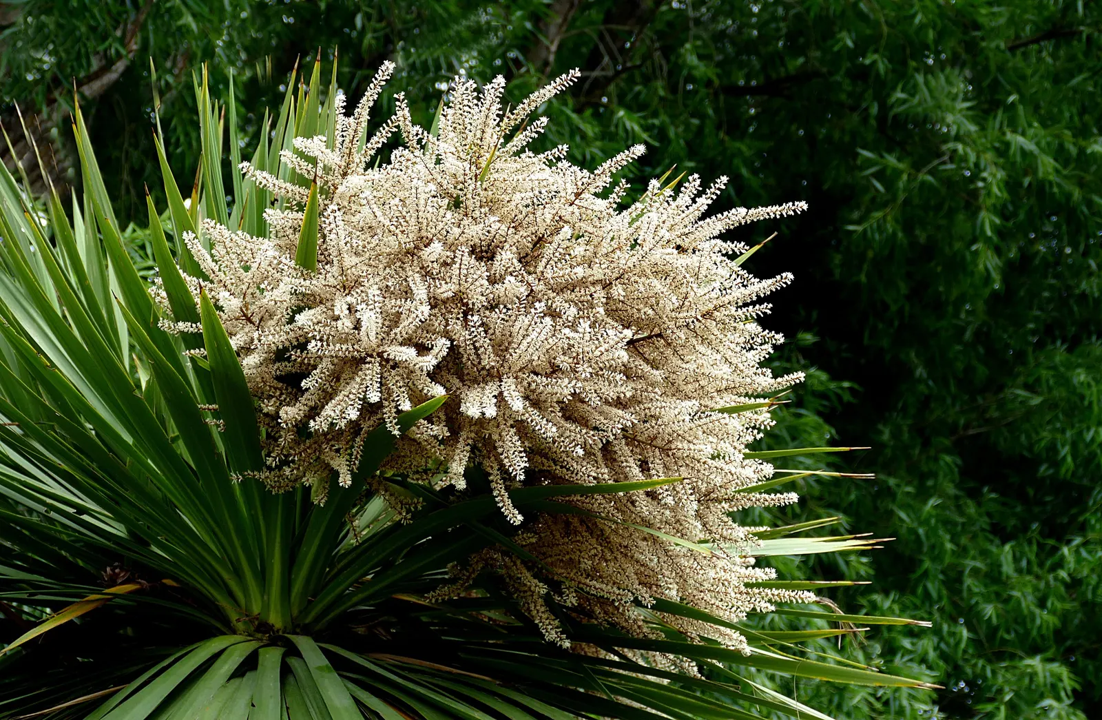 Hawaiian Ti Plant (Cordyline Terminalis) — imbues tropical flair with its evergreen; this striking accent thrives in well-drained soil with, image 181