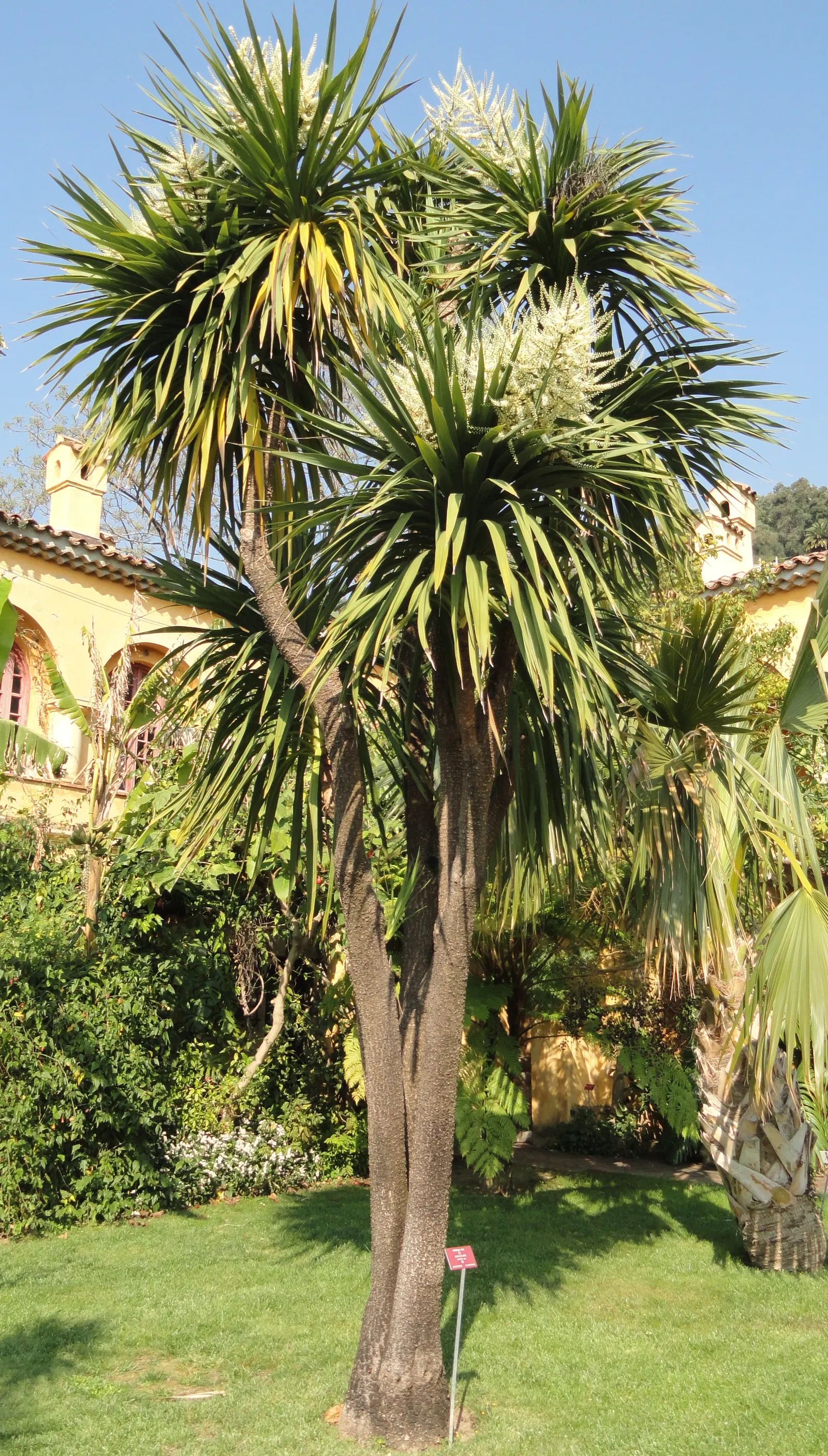Hawaiian Ti Plant (Cordyline Terminalis) — this resilient and low-maintenance plant can become a captivating feature, image 58