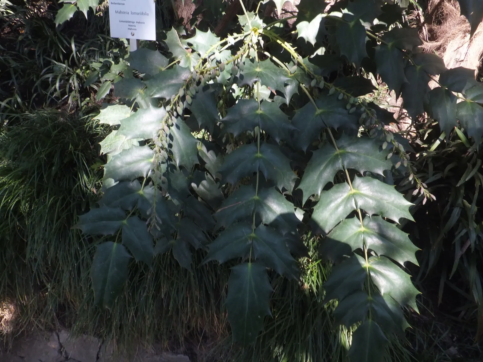 Holly Grape (Mahonia Lomariifolia) — this robust plant commands attention with its glossy; mahonia lomariifolia prefers partial to full shade and well-drained