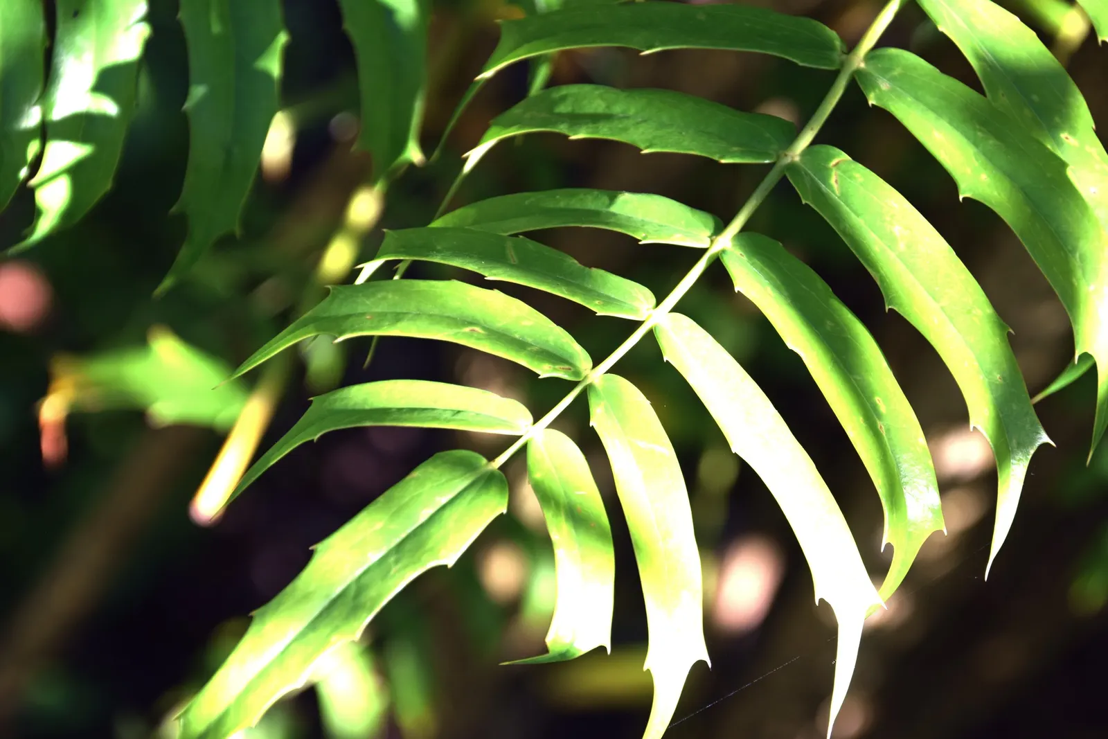 Holly Grape (Mahonia Lomariifolia) — this robust plant commands attention with its glossy; mahonia lomariifolia prefers partial to full shade and, image 53