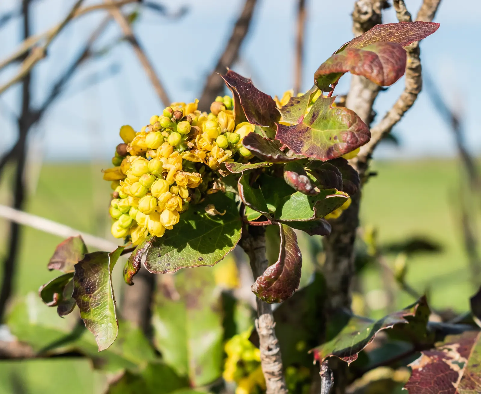 Holly Grape (Mahonia Lomariifolia) — These blossoms appear in late fall to early winter; broadleaf evergreen / shrub for half, image 57