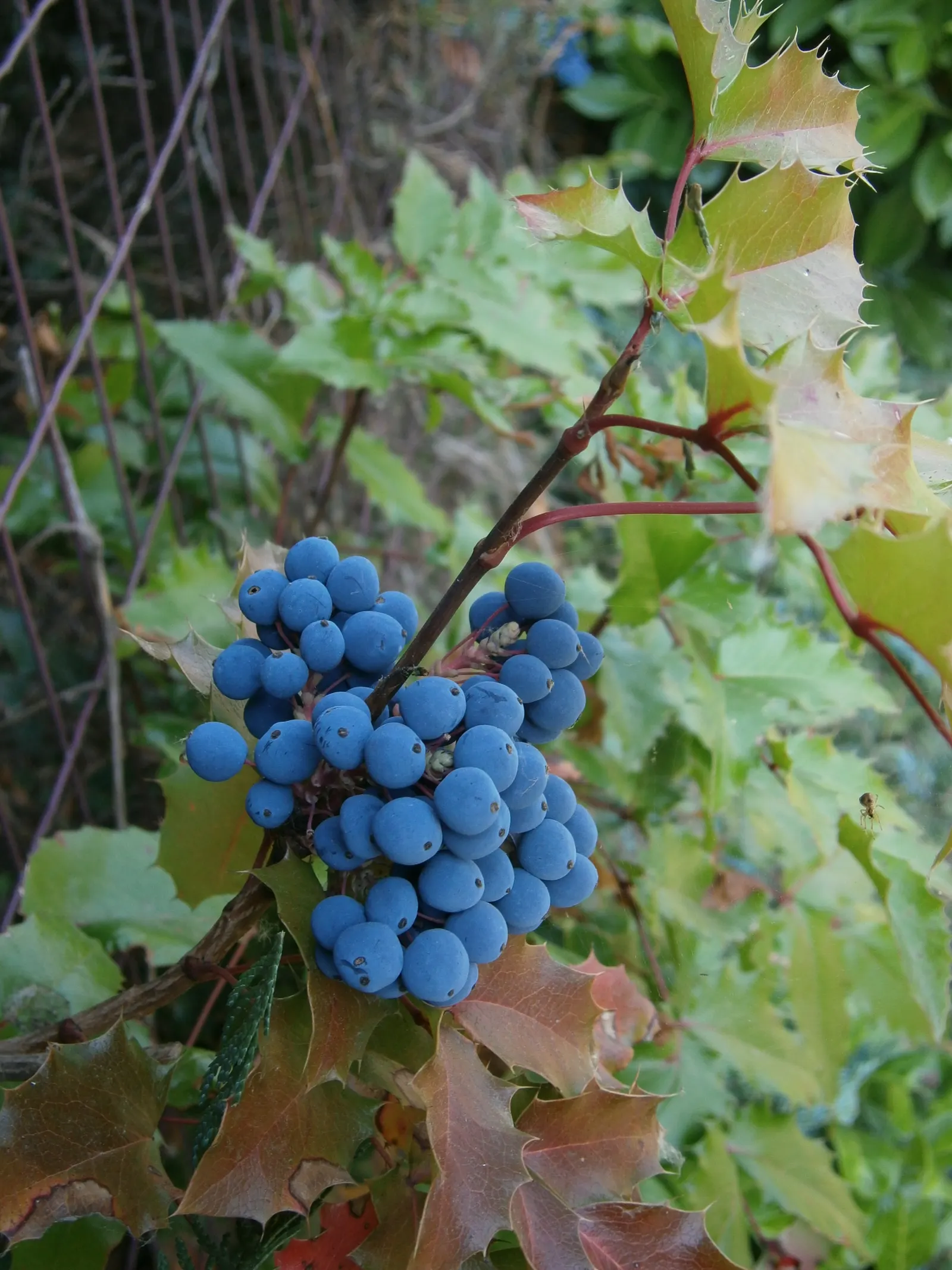 Holly Grape (Mahonia Lomariifolia) — Hardy and low-maintenance, it adds a bold texture and year-round interest to any landscape; pinnate leaves that can grow