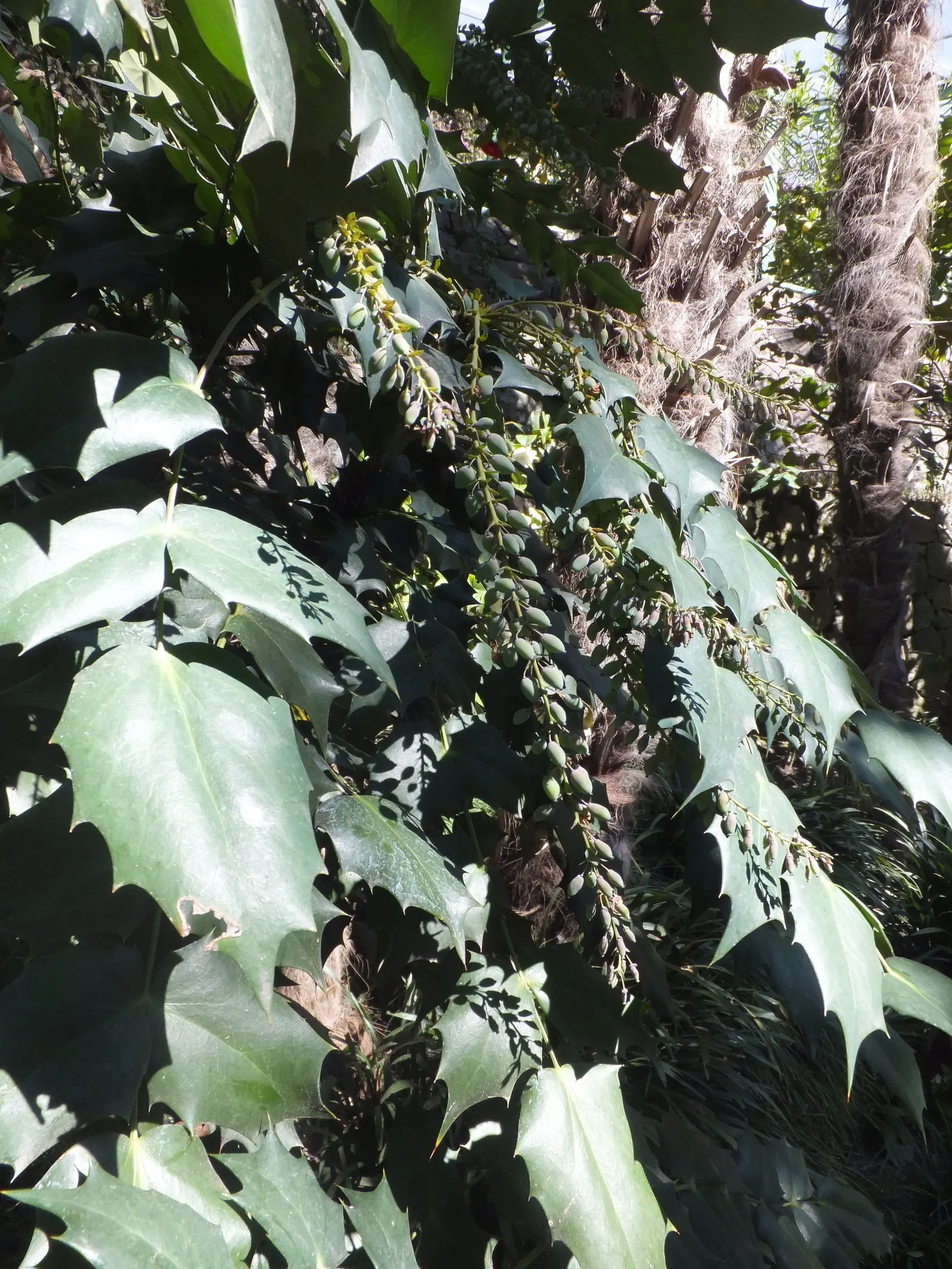 Holly Grape (Mahonia Lomariifolia) — the Holly Grape produces grape-like; is a striking evergreen shrub that brings both visual interest and structural