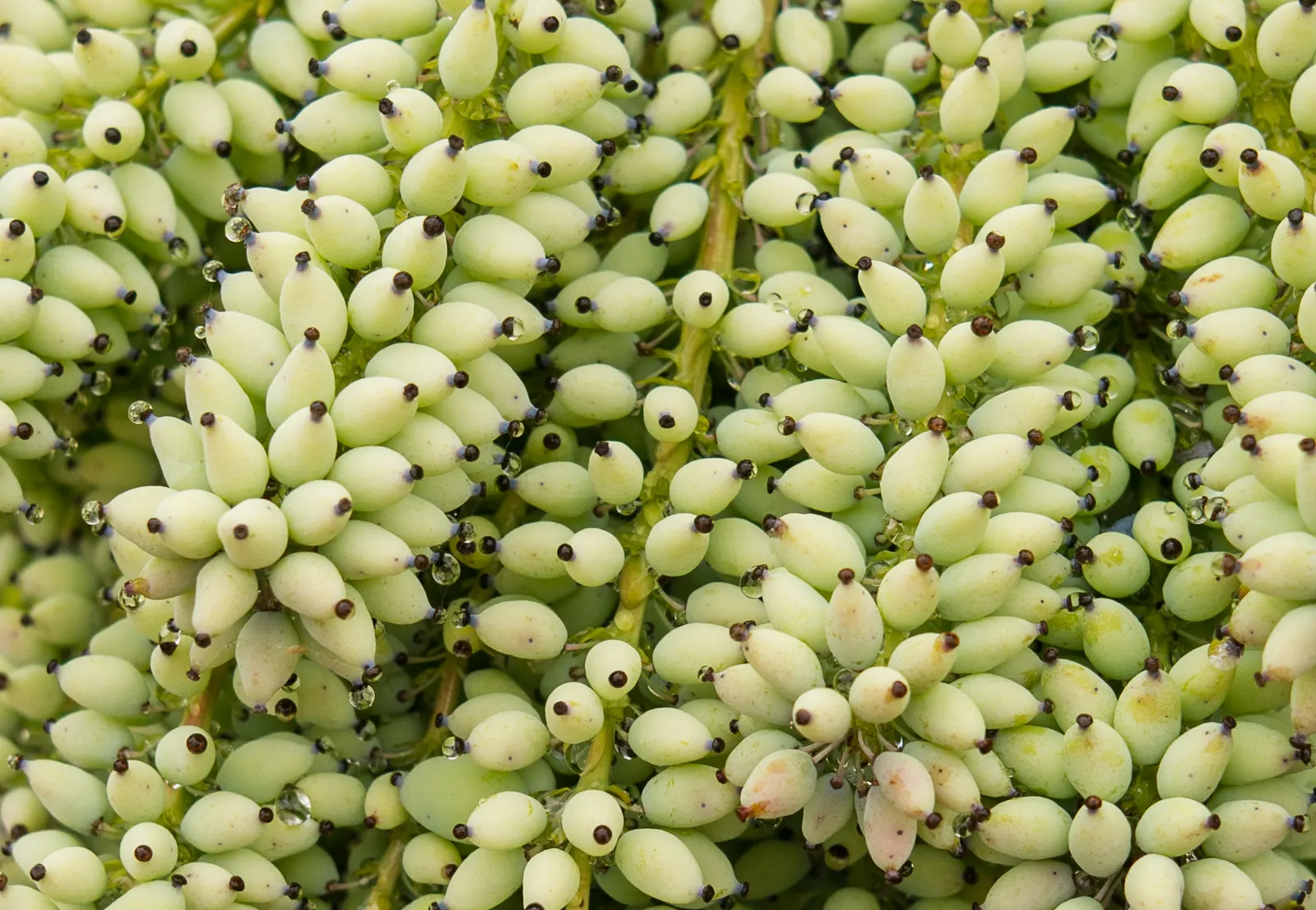 Holly Grape (Mahonia Lomariifolia) — These blossoms appear in late fall to early winter