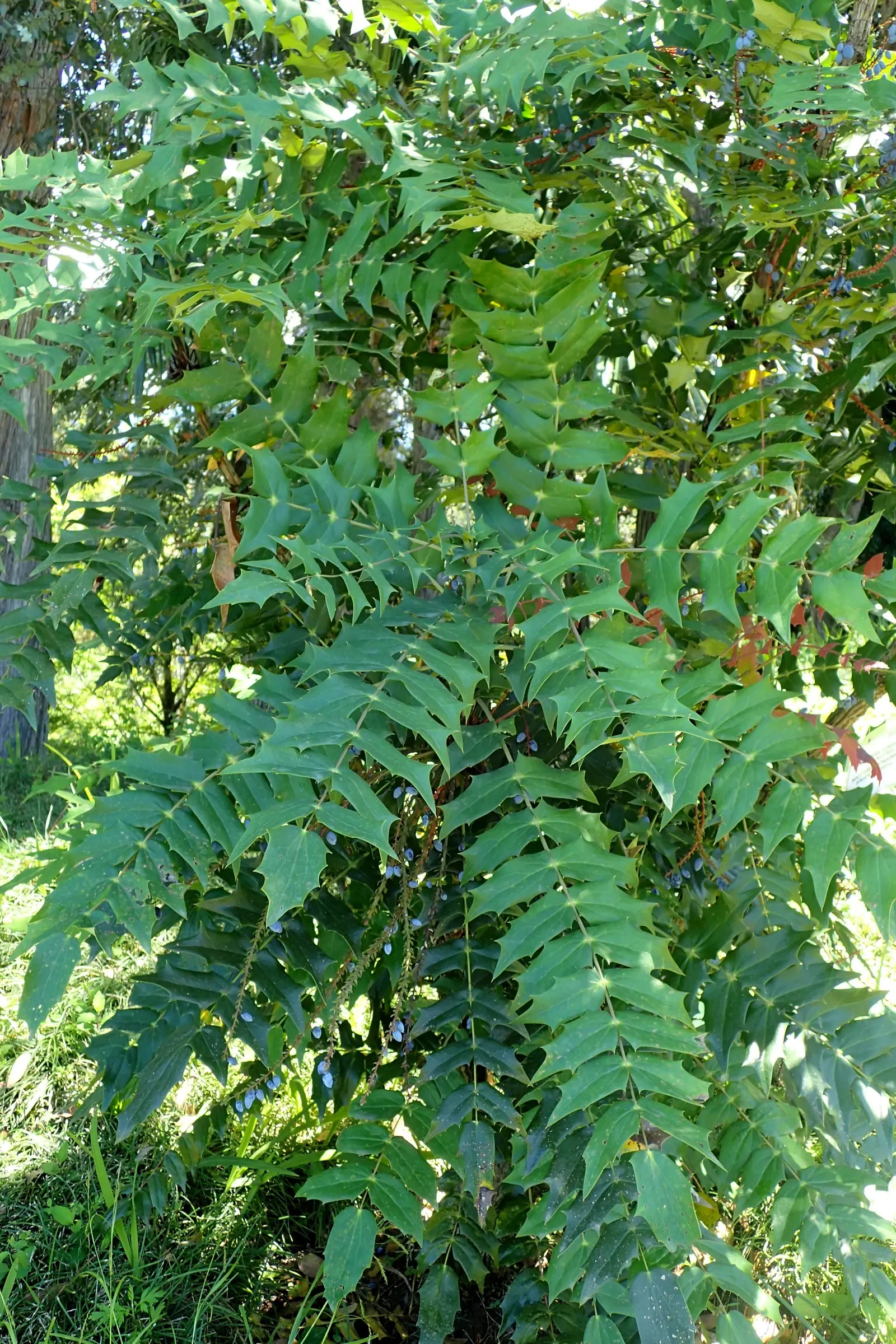 Holly Grape (Mahonia Lomariifolia) — holly-like foliage reaching up to 18 inches long; each holly-like leaf is composed of spiny leaflets, image 46