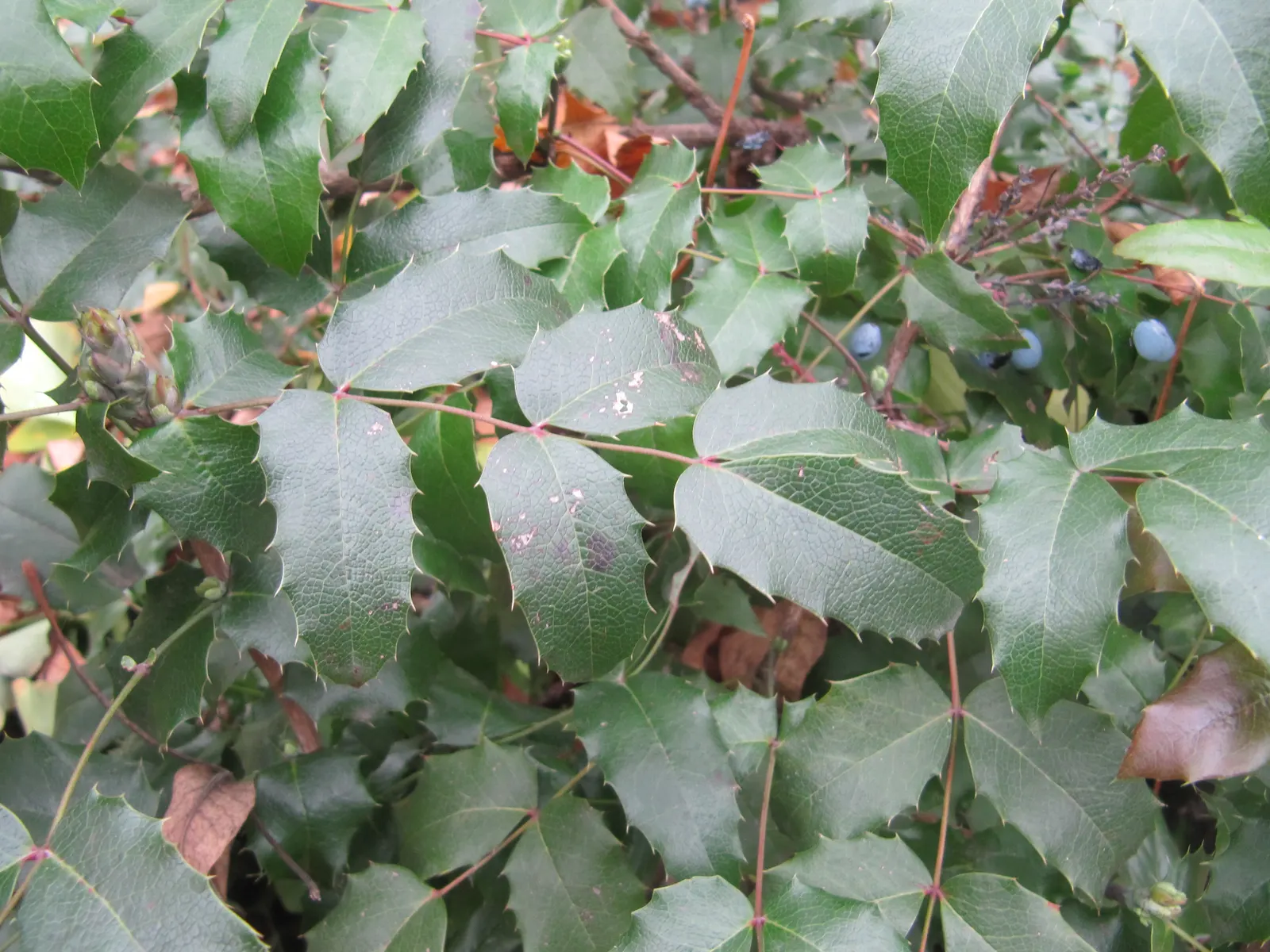 Holly Grape (Mahonia Lomariifolia) — yellow flowers in the garden; hardy and low-maintenance, it adds a bold texture and year-round interest to any landscape