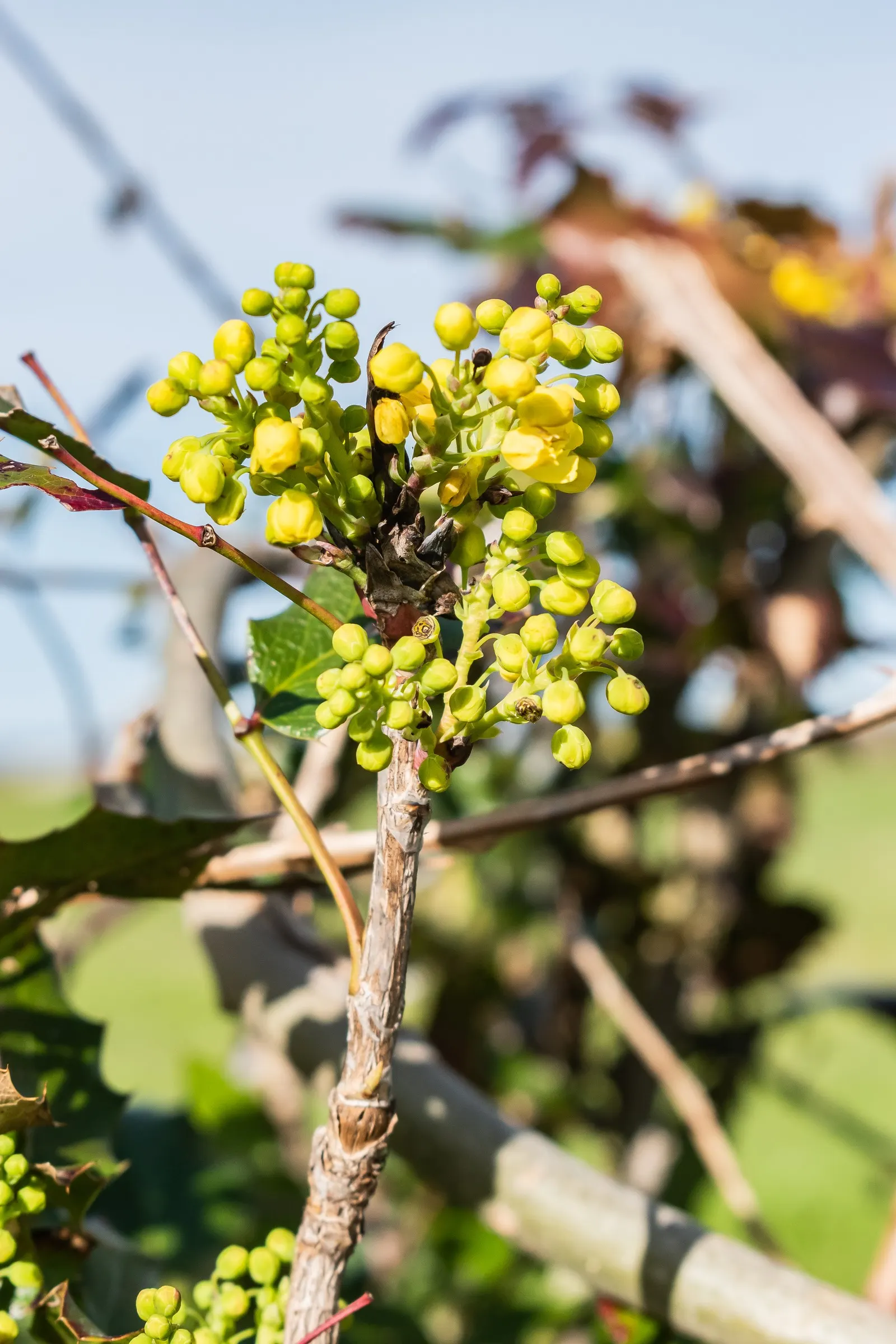 Holly Grape (Mahonia Lomariifolia) — broadleaf evergreen / shrub for half; and its low-maintenance character is appealing to both the designer and the client