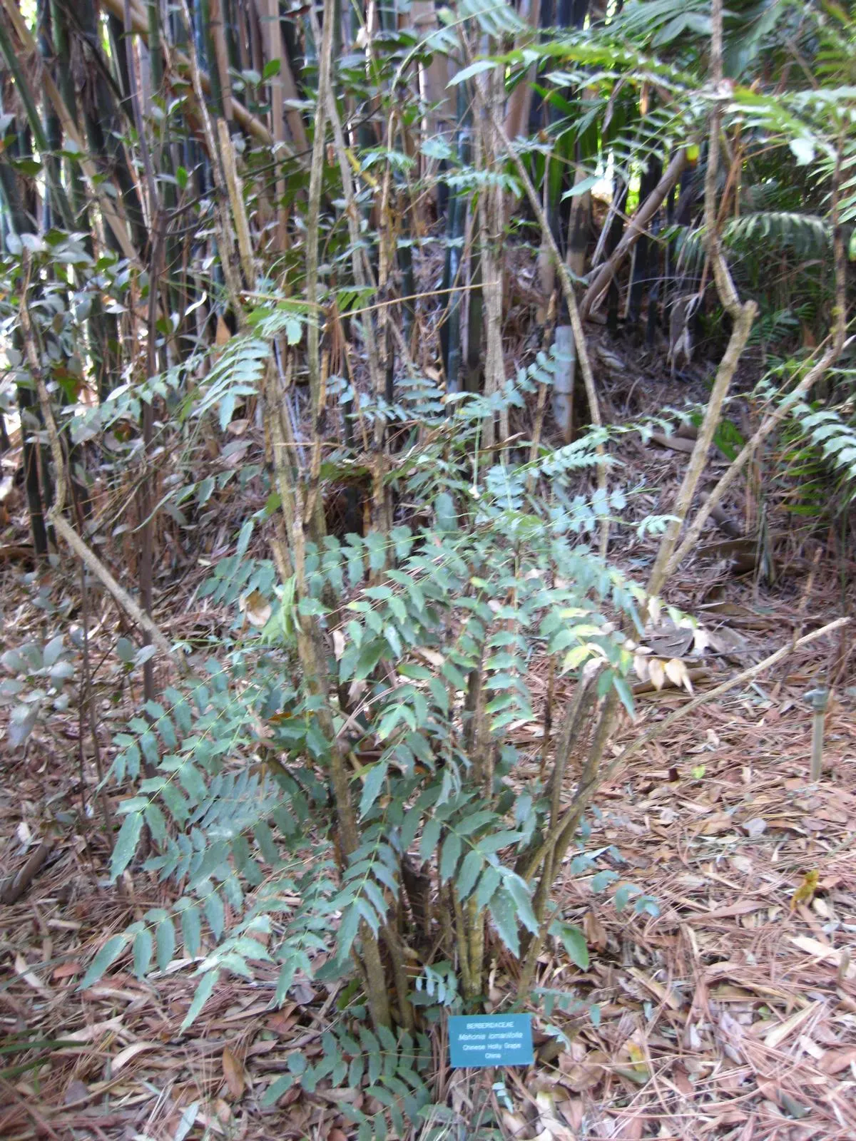 Holly Grape (Mahonia Lomariifolia) — the Holly Grape produces grape-like; is a striking evergreen shrub that brings both visual interest and, image 58