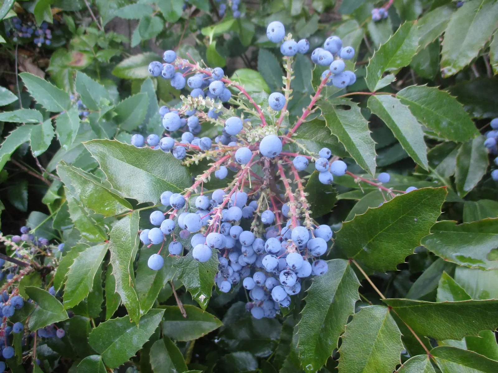 Holly Grape (Mahonia Lomariifolia) — Hardy and low-maintenance, it adds a bold texture and year-round interest to any landscape