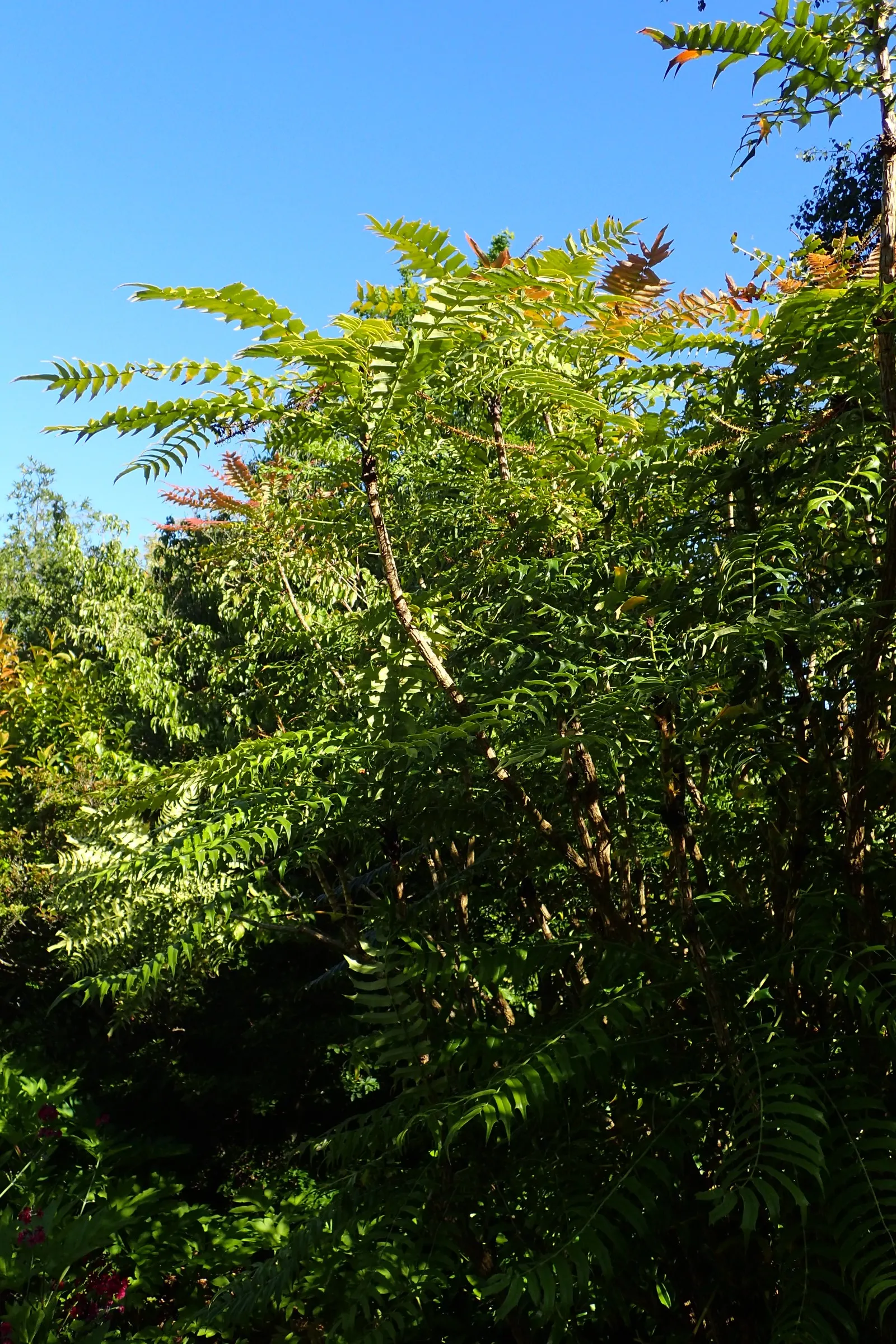 Holly Grape (Mahonia Lomariifolia) — scientifically known as Mahonia lomariifolia