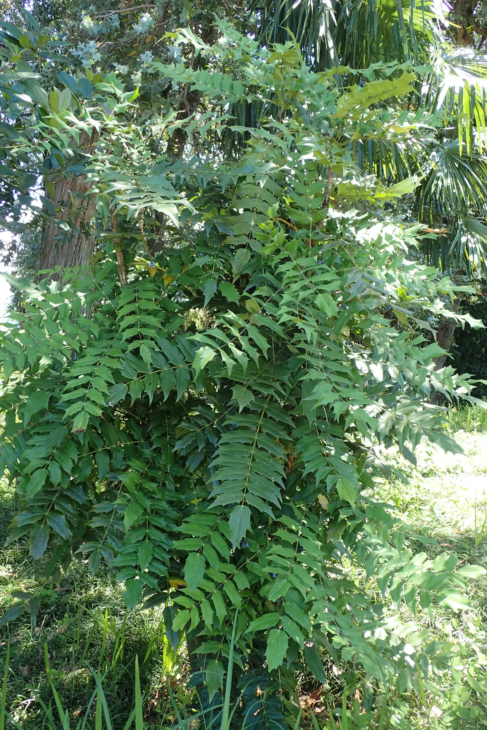 Holly Grape (Mahonia Lomariifolia) — It is hardy in USDA zones 7 through 9, showcasing moderate drought tolerance once established; scientifically, image 61