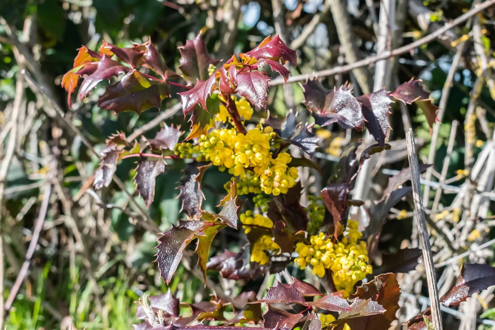 Holly Grape (Mahonia Lomariifolia) — Its natural habitat spans from the lush environments of China to the Himalayas; this robust plant commands, image 52