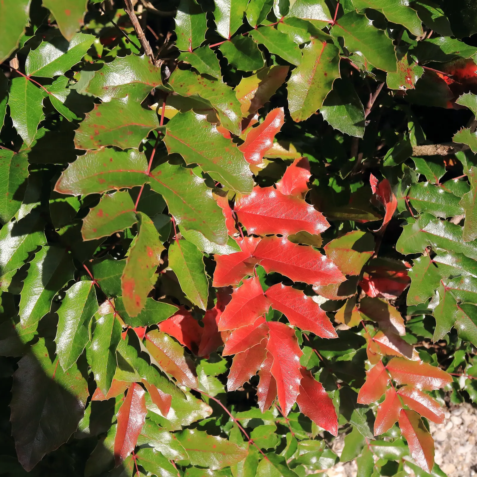 Holly Grape (Mahonia Lomariifolia) — This architectural plant boasts fragrant, yellow blooms in autumn, followed by blue-black berries; this shrub, image 47