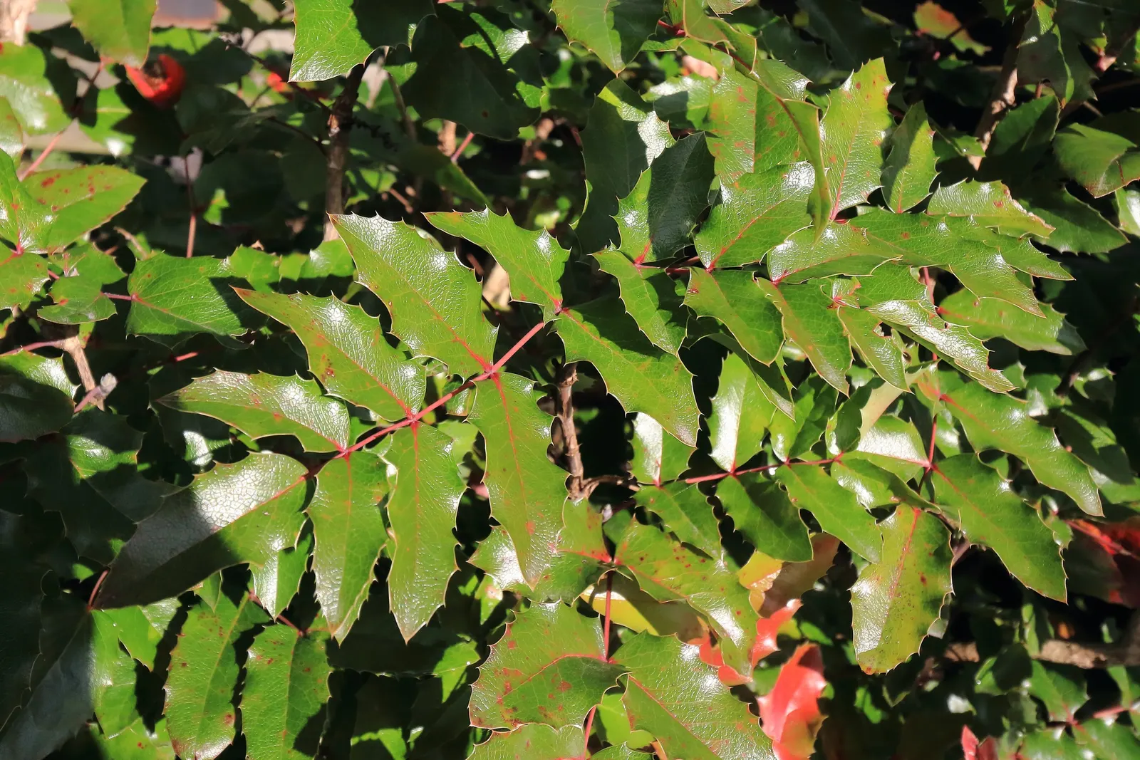 Holly Grape (Mahonia Lomariifolia) — It thrives in partial shade and well-drained soil, reaching heights of 10-15 feet with a spread of 5-7 feet
