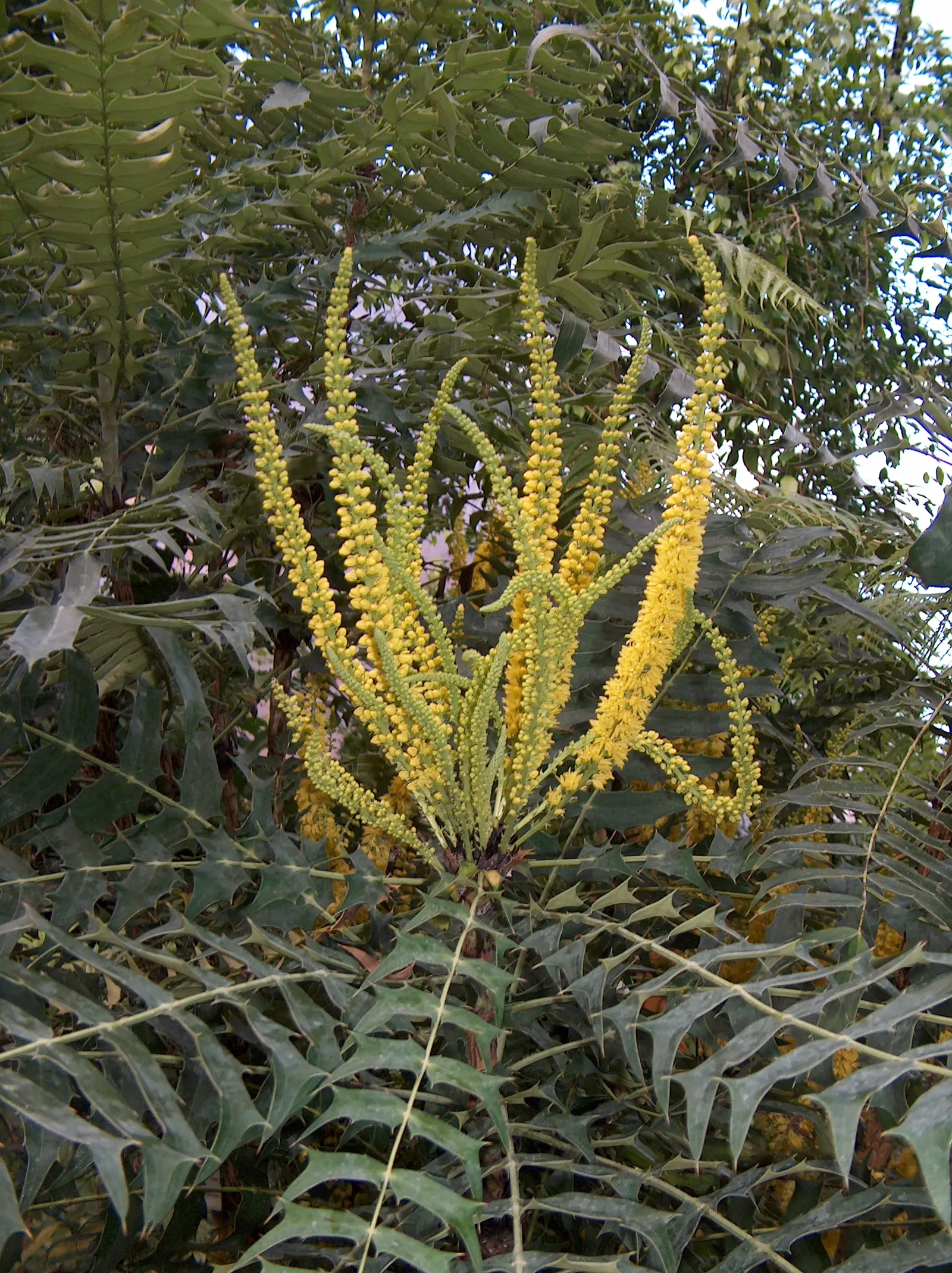 Holly Grape (Mahonia Lomariifolia) — is an evergreen shrub known for its striking