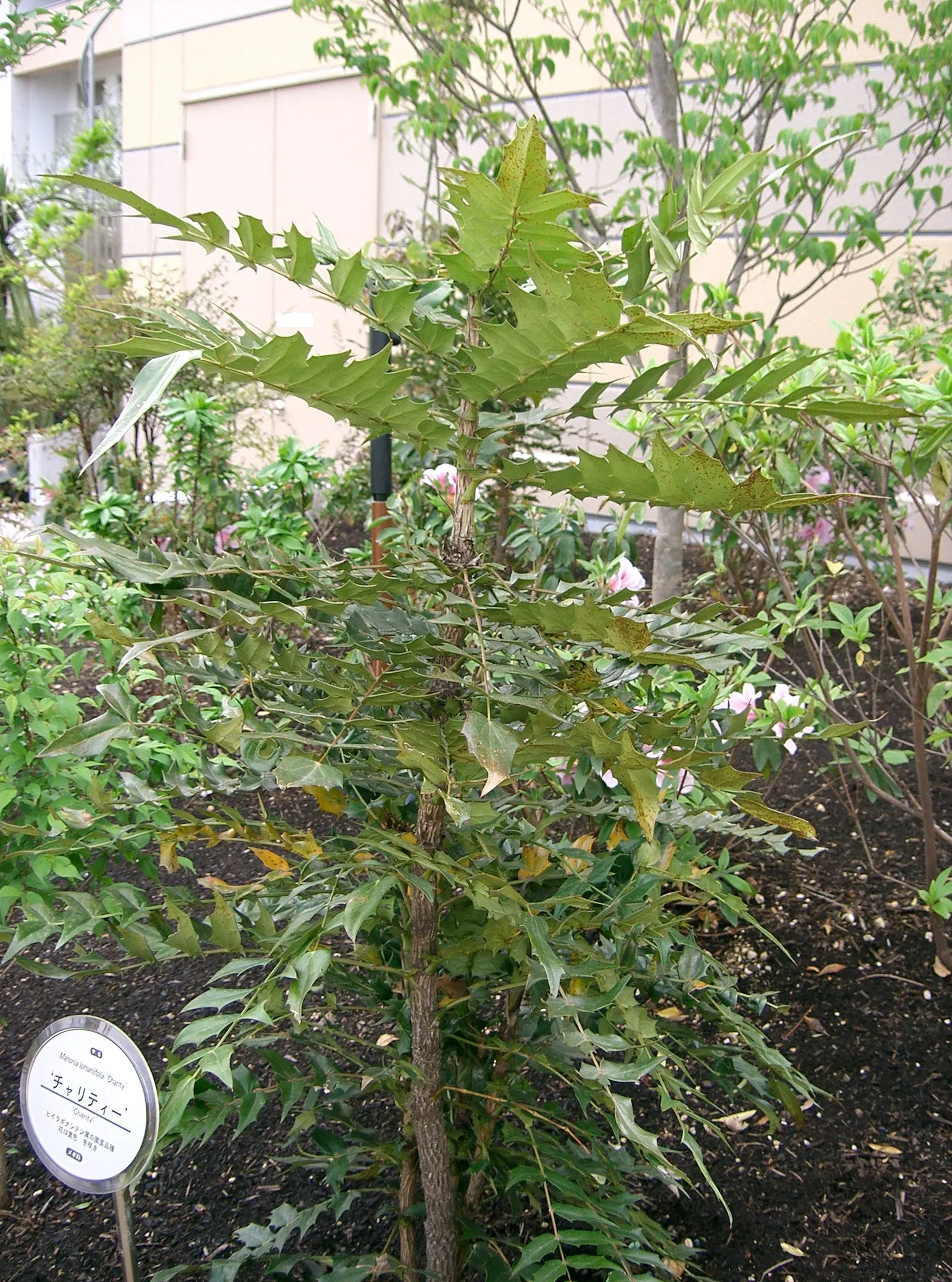 Holly Grape (Mahonia Lomariifolia) — and its low-maintenance character is appealing to both the designer and the client looking for long-lasting; yellow