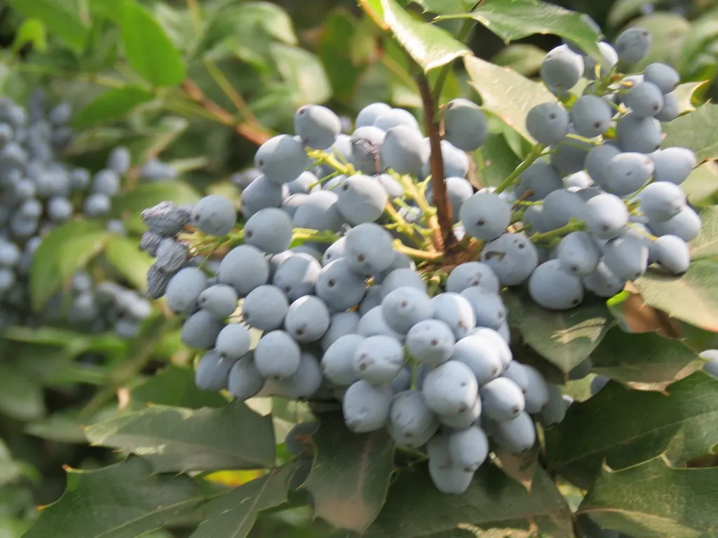 Holly Grape (Mahonia Lomariifolia) — This shrub makes for an exceptional understory planting or a naturalistic backdrop in shaded garden designs, image 62
