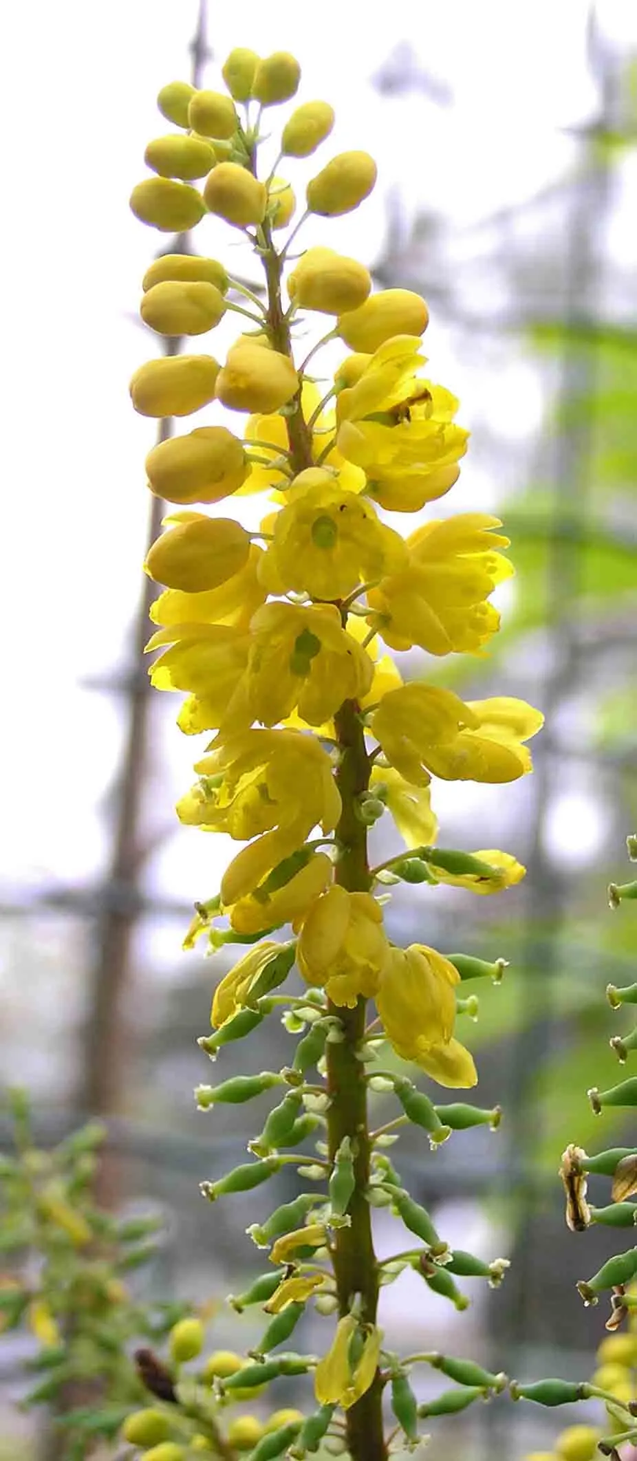 Holly Grape (Mahonia Lomariifolia) — broadleaf evergreen / shrub for half