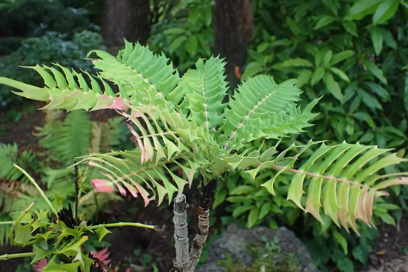 Holly Grape (Mahonia Lomariifolia) — Its natural habitat spans from the lush environments of China to the Himalayas