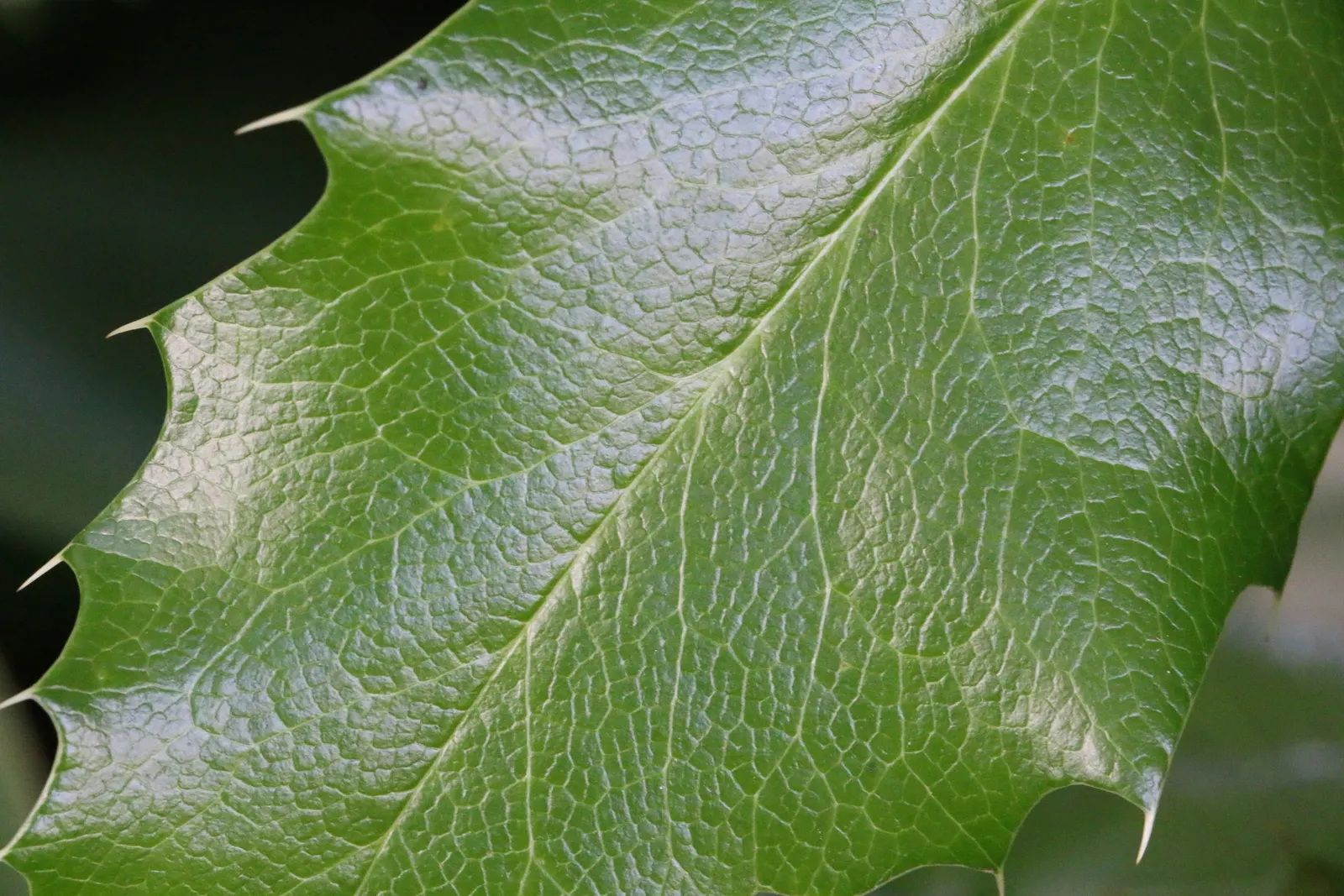 Holly Grape (Mahonia Lomariifolia) — whose deep green hue contrasts sharply with the plant's bright-yellow