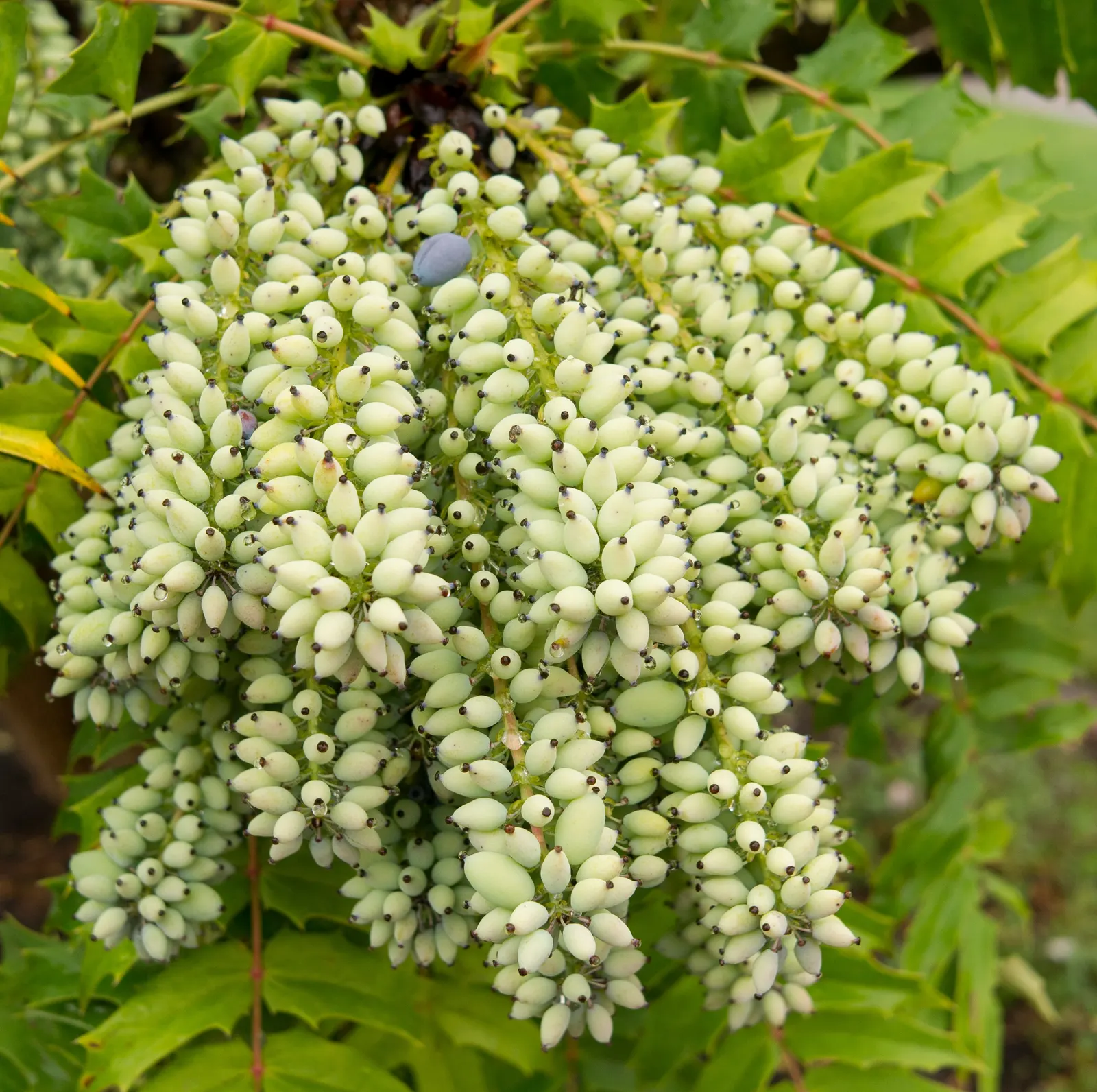Holly Grape (Mahonia Lomariifolia) — This architectural plant boasts fragrant, yellow blooms in autumn, followed by blue-black berries; this shrub makes for an