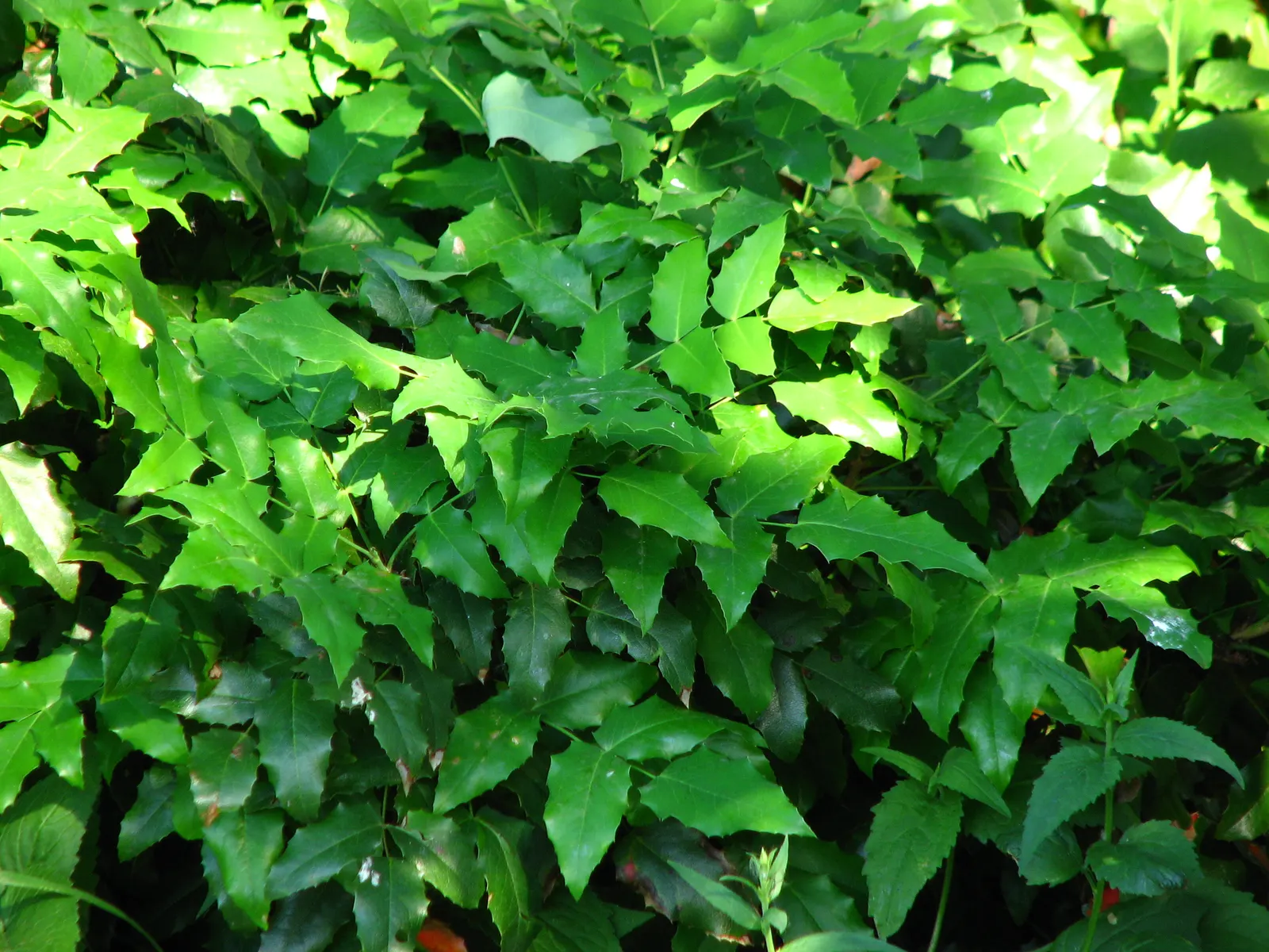 Holly Grape (Mahonia Lomariifolia) — blue-black berries that attract birds; the Holly Grape produces grape-like