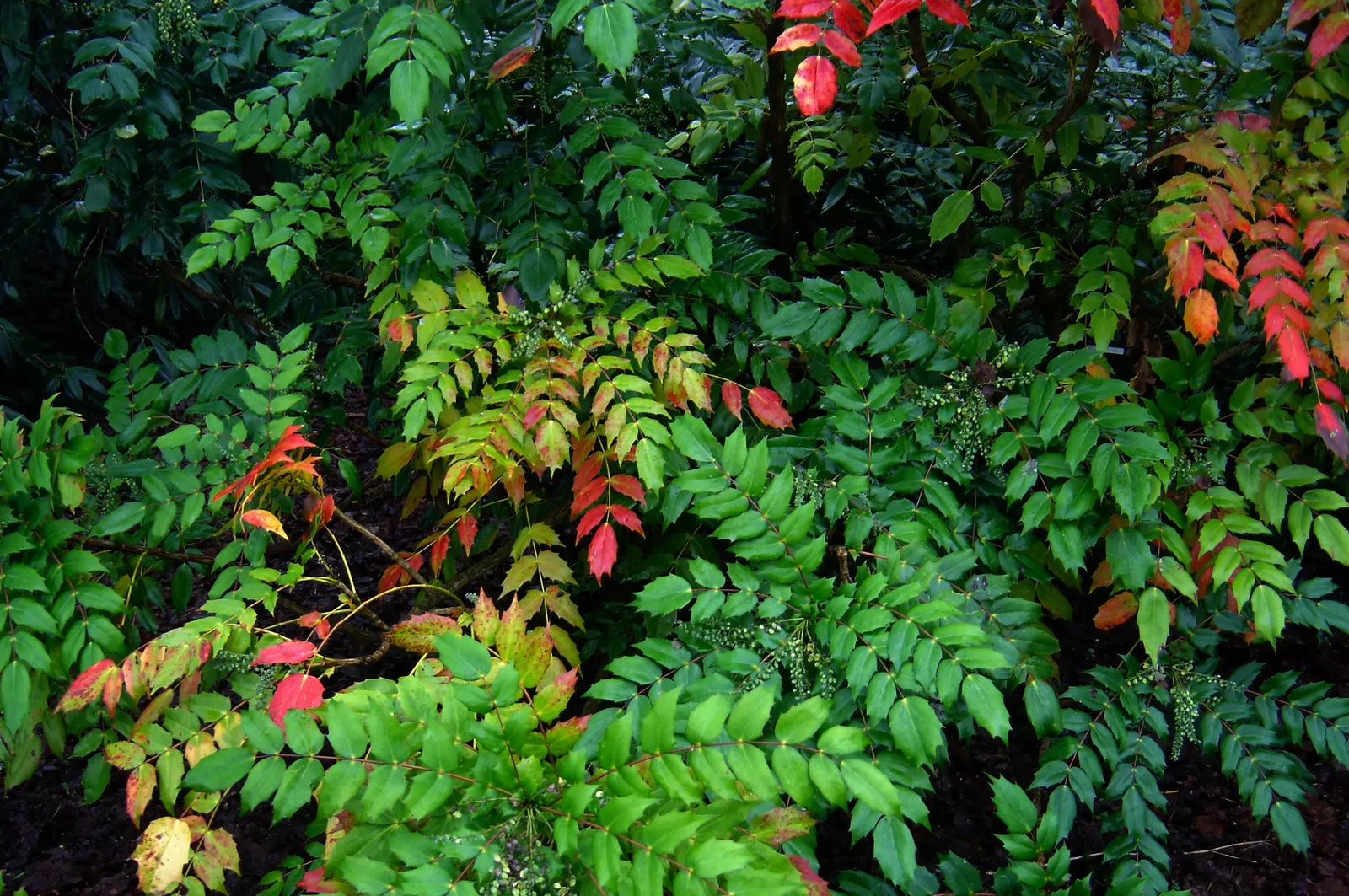 Holly Grape (Mahonia Lomariifolia) — Mahonia lomariifolia prefers partial to full shade and well-drained soil with an acid to neutral pH