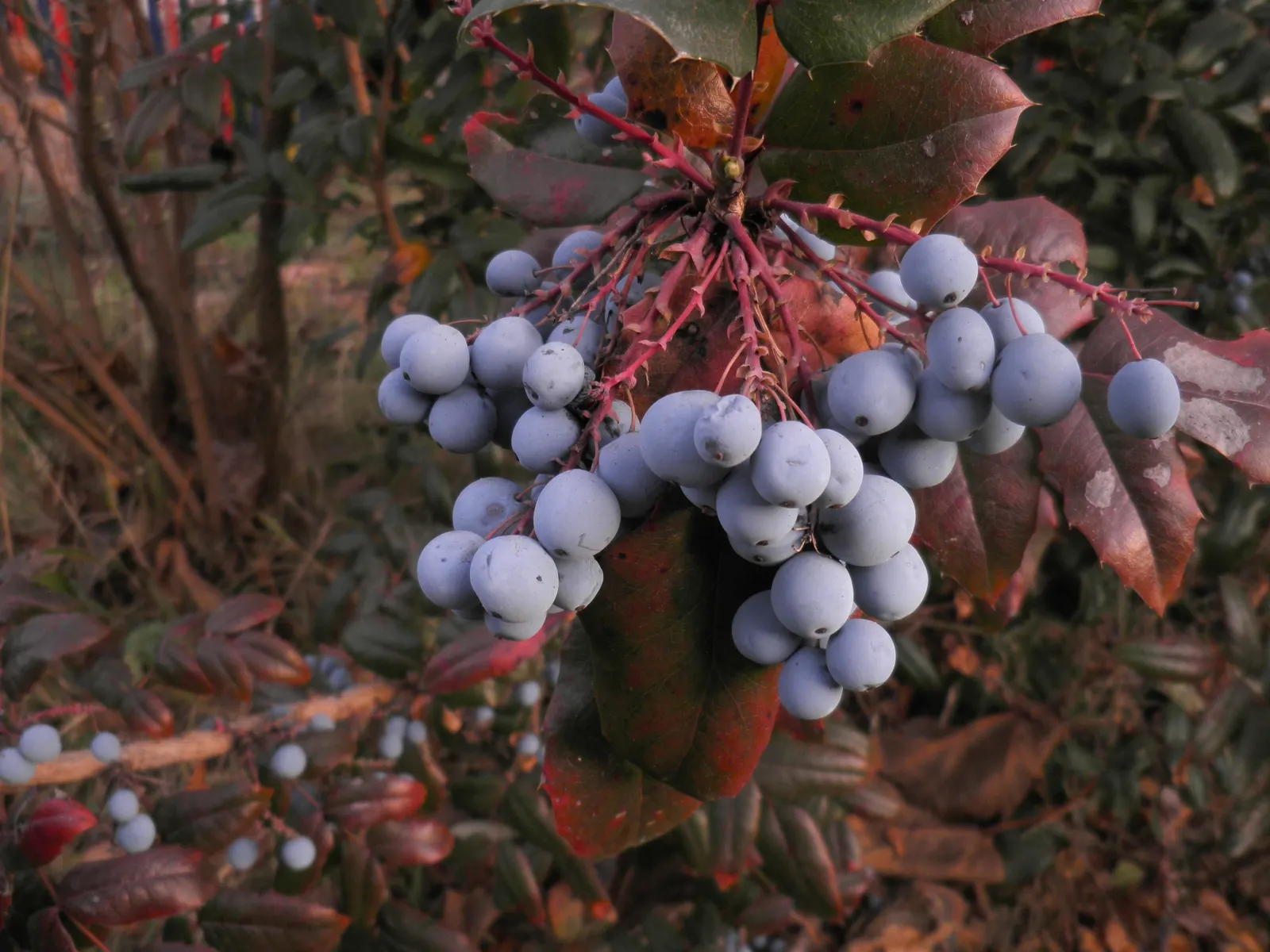 Holly Grape (Mahonia Lomariifolia) — This shrub makes for an exceptional understory planting or a naturalistic backdrop in shaded garden designs