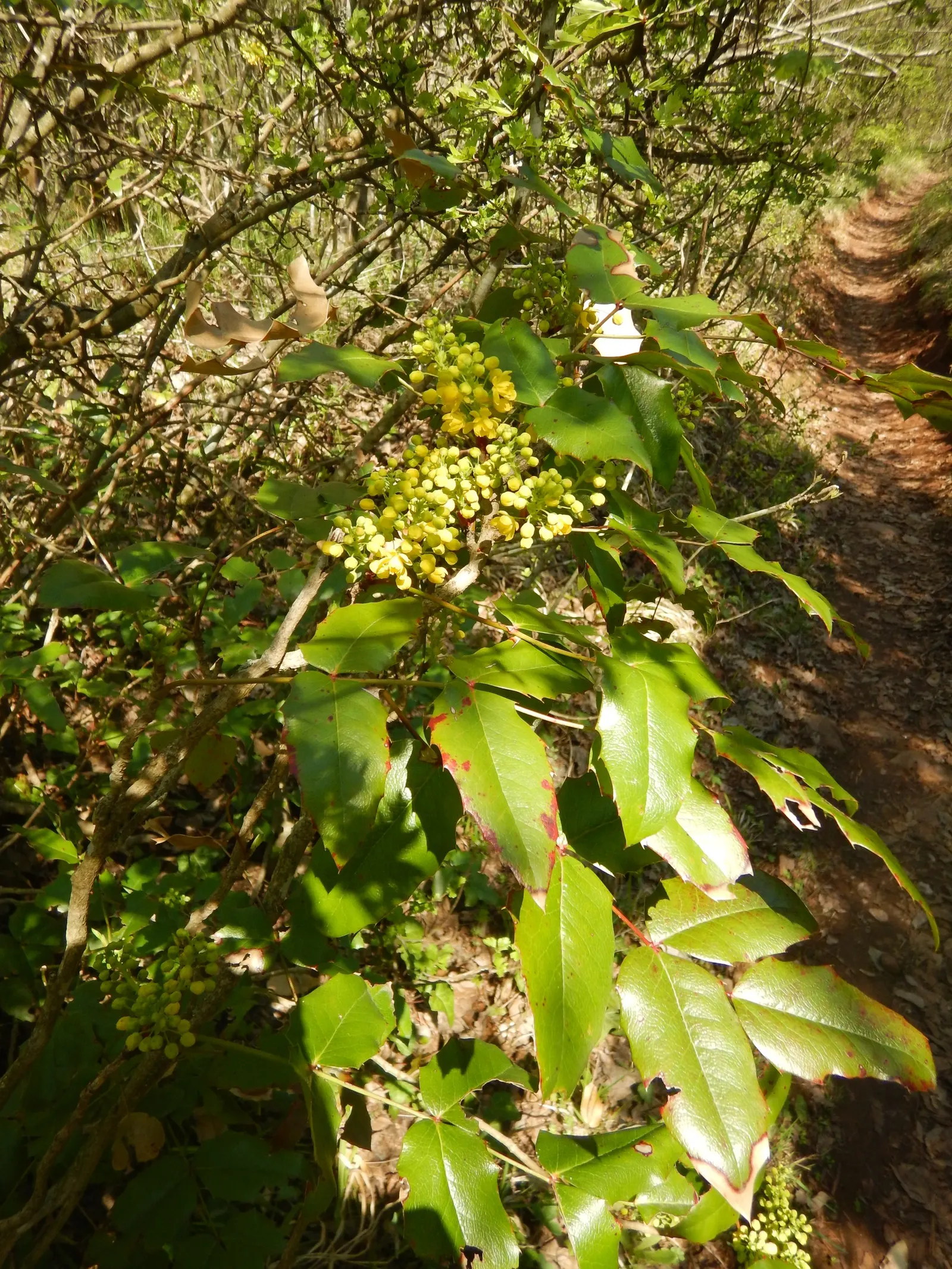 Holly Grape (Mahonia Lomariifolia) — Its natural habitat spans from the lush environments of China to the Himalayas; this robust plant commands attention with
