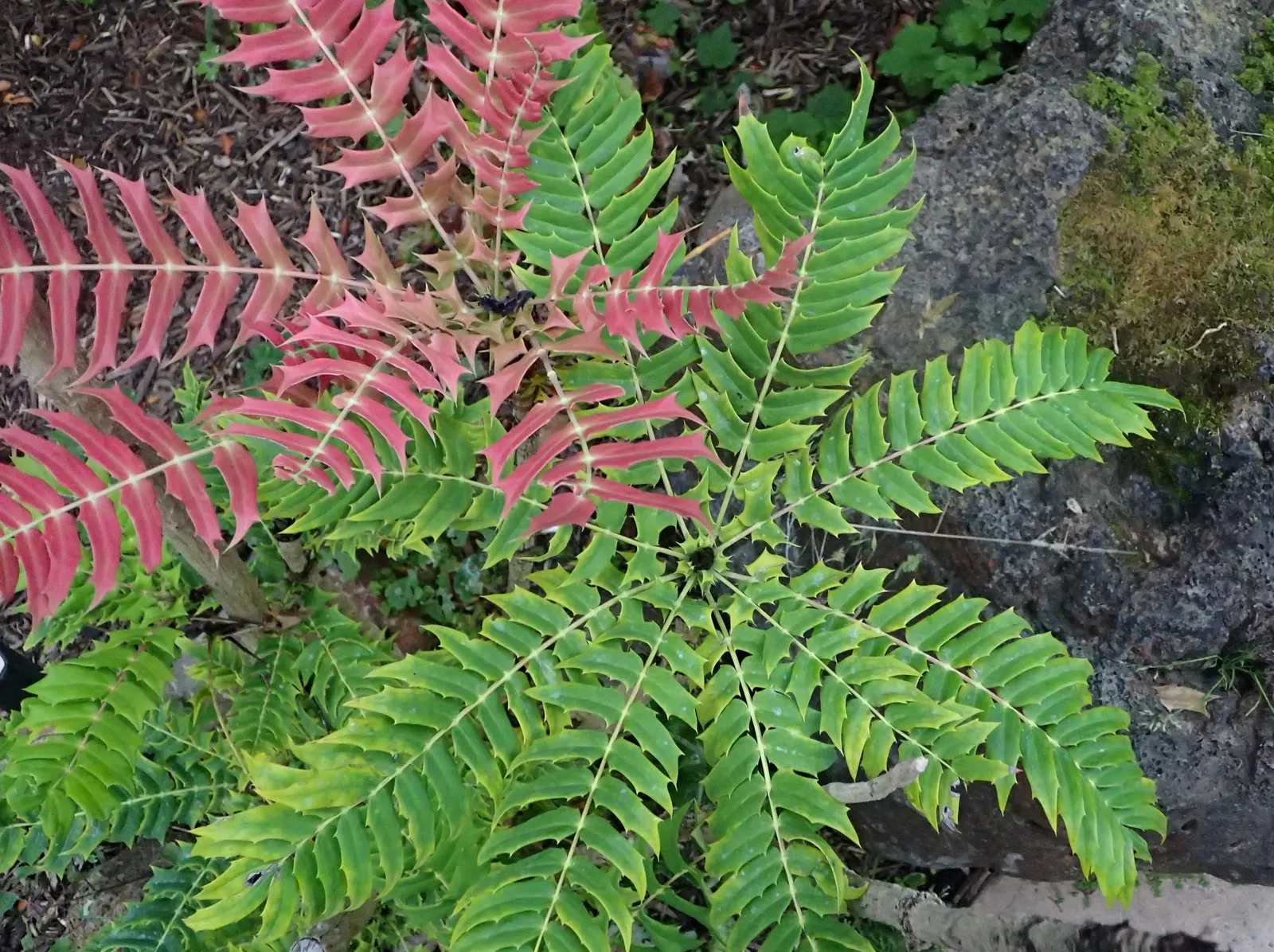 Holly Grape (Mahonia Lomariifolia) — It thrives in partial shade and well-drained soil, reaching heights of 10-15 feet with a spread of 5-7 feet, image 48