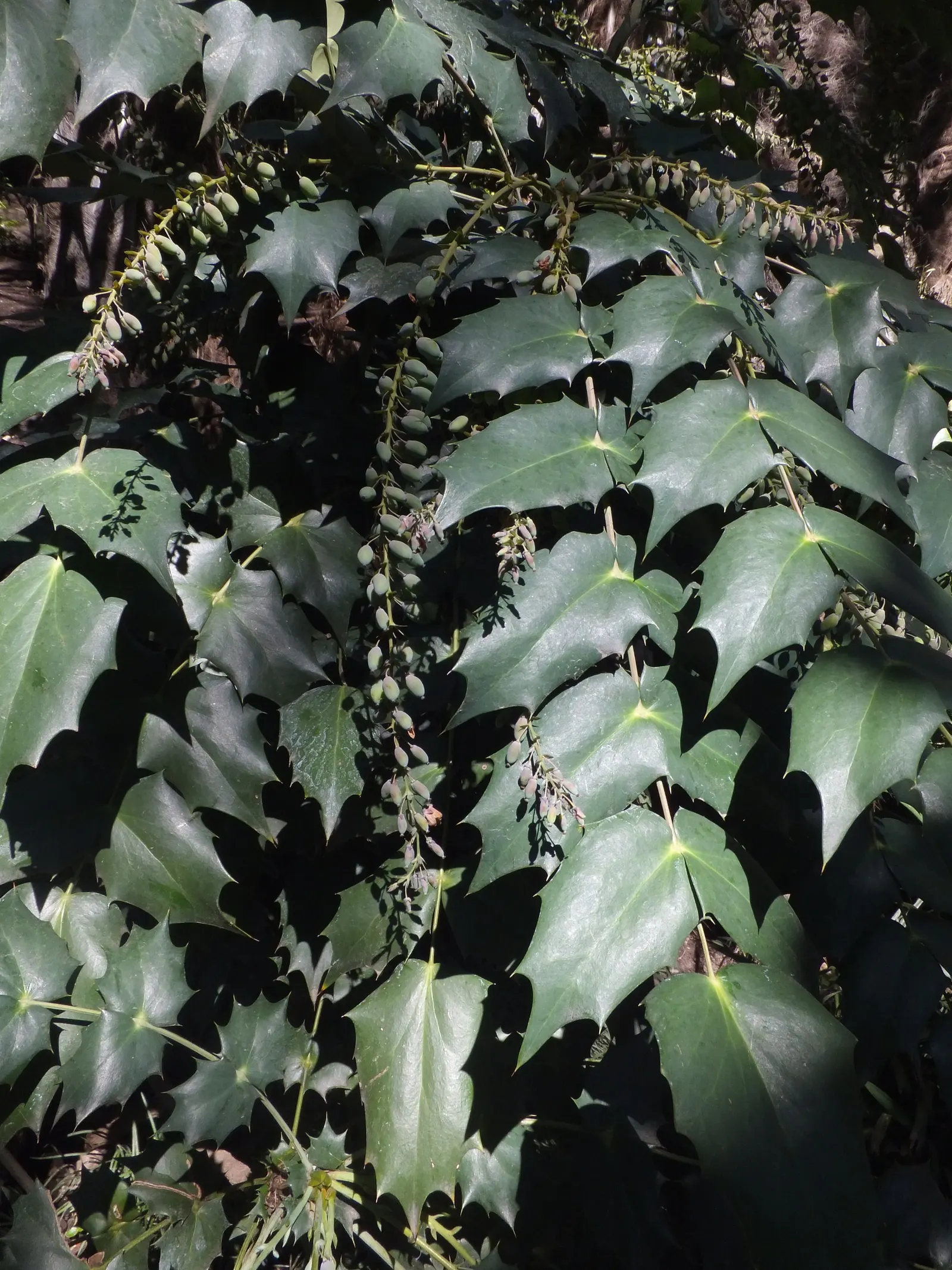 Holly Grape (Mahonia Lomariifolia) — whose deep green hue contrasts sharply with the plant's bright-yellow; blue-black berries that attract birds