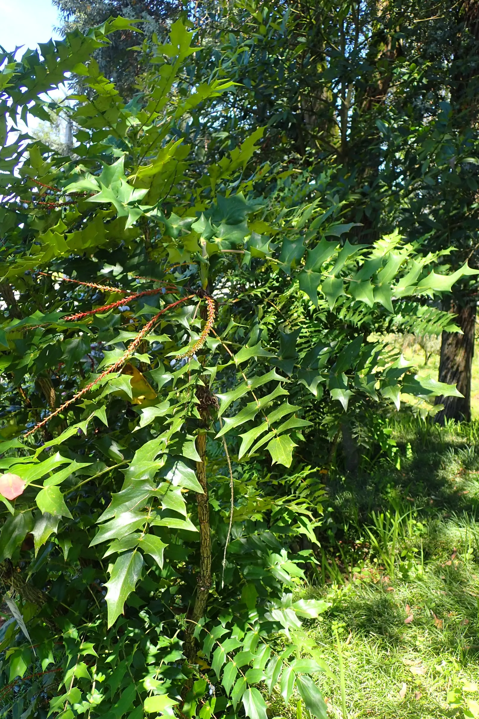 Holly Grape (Mahonia Lomariifolia) — pinnate leaves that can grow up to 18 inches in length; is an evergreen shrub known for its striking, image 54