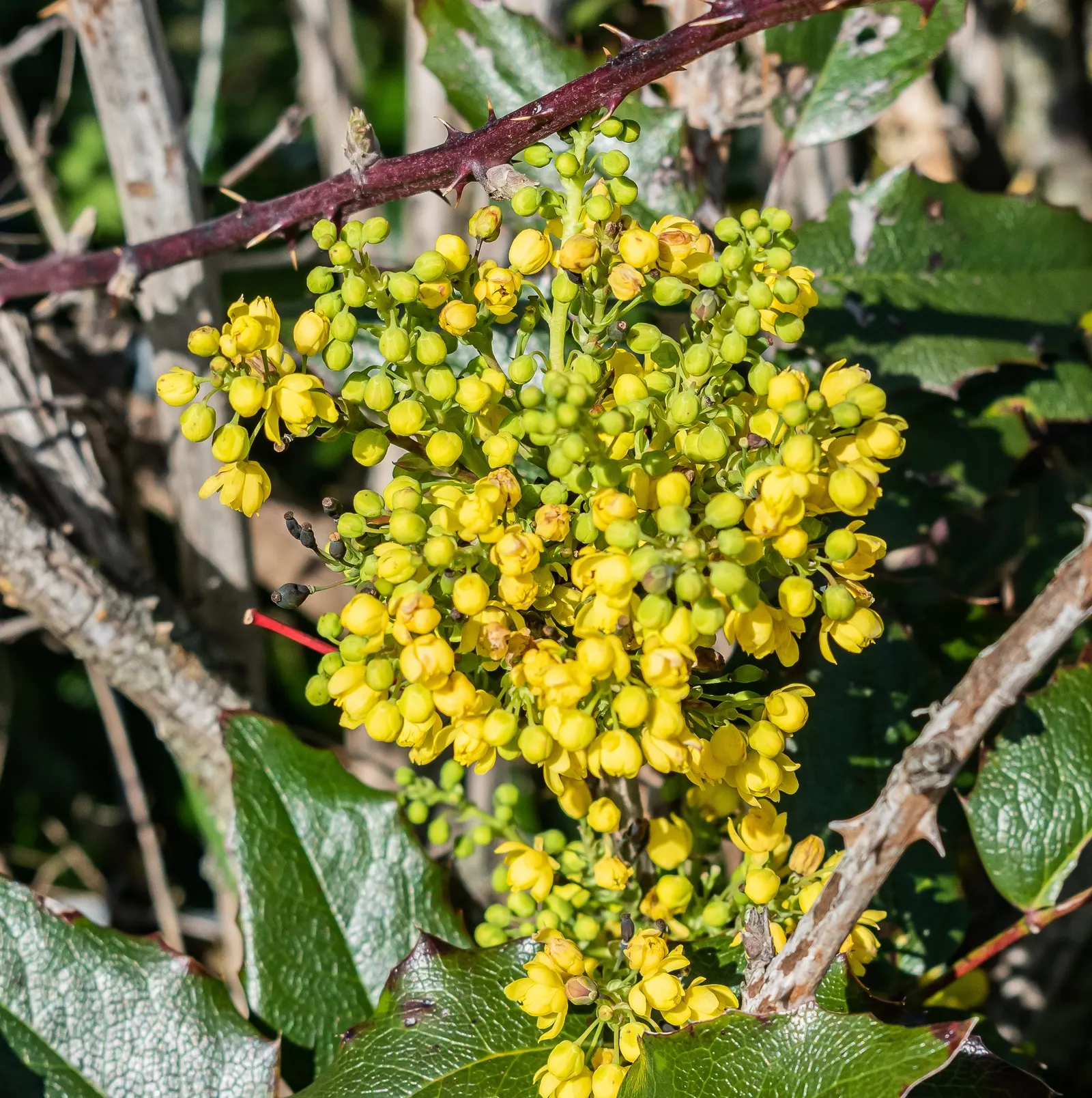 Holly Grape (Mahonia Lomariifolia) — Hardy and low-maintenance, it adds a bold texture and year-round interest to any landscape; pinnate leaves, image 49