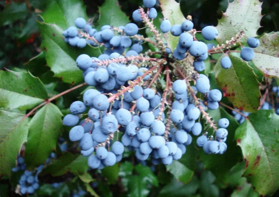 Holly Grape (Mahonia Lomariifolia) — pinnate leaves that can grow up to 18 inches in length; is an evergreen shrub known for its striking