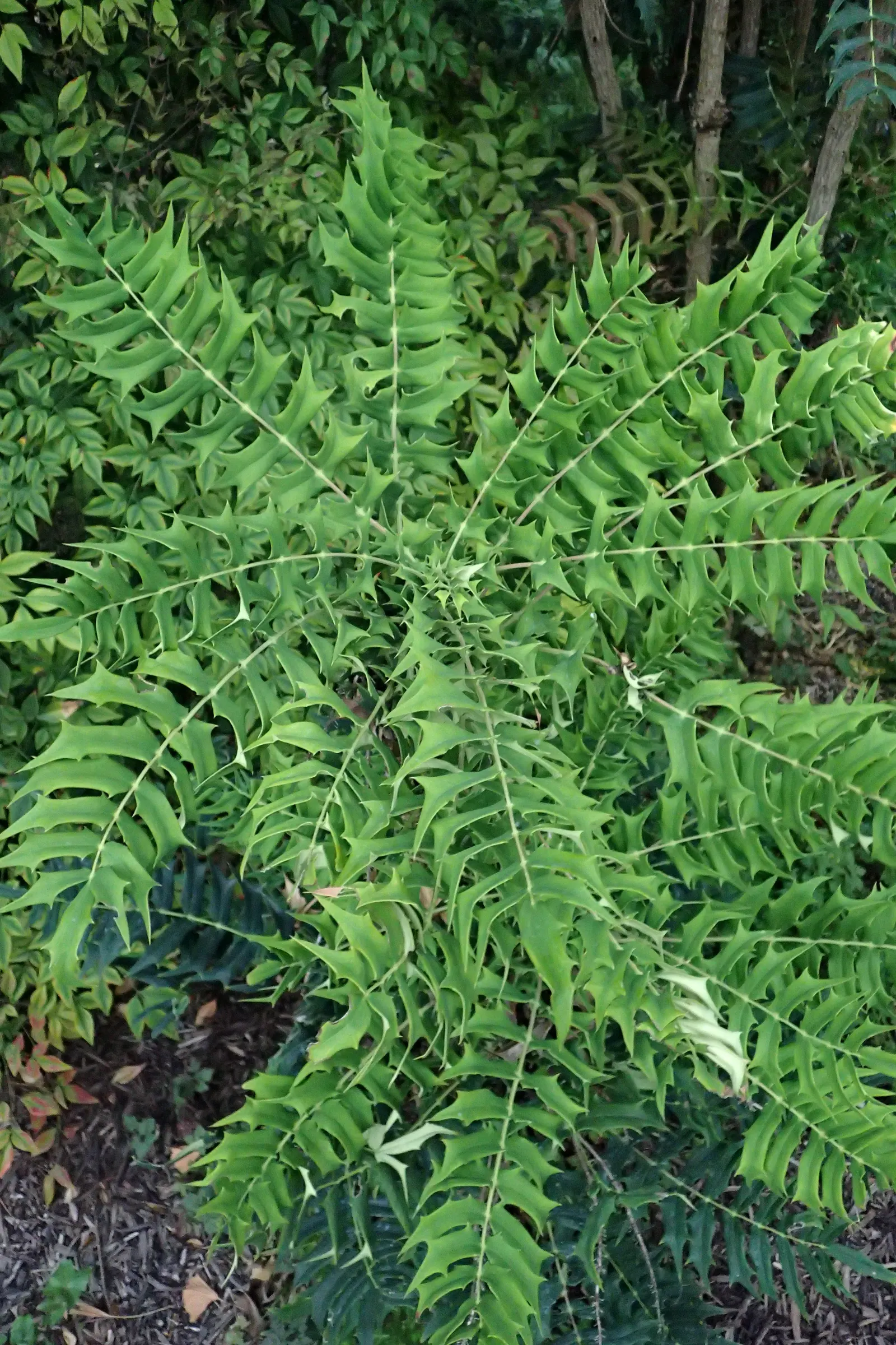 Holly Grape (Mahonia Lomariifolia) — blue-black berries that attract birds
