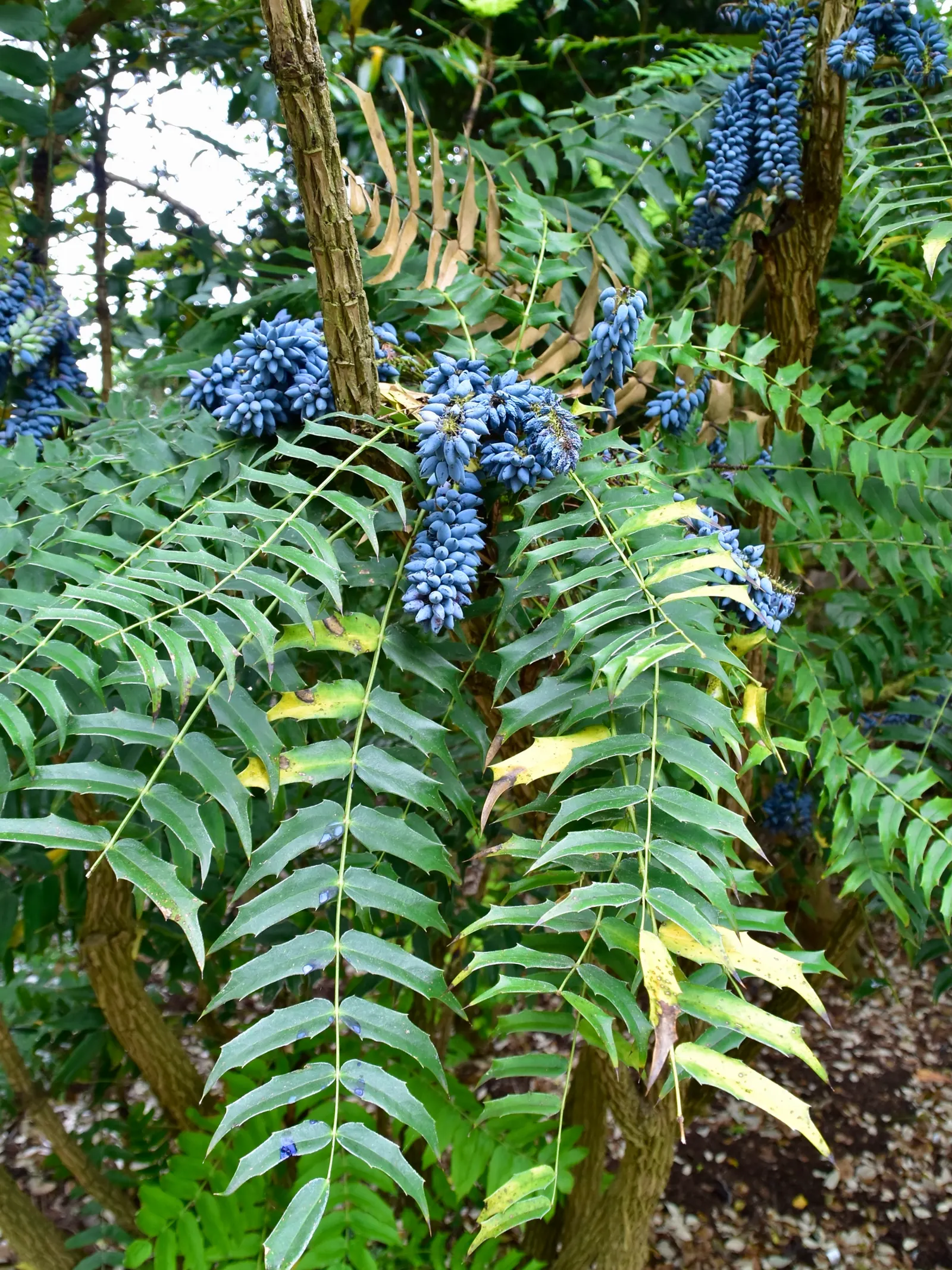 Holly Grape (Mahonia Lomariifolia) — Mahonia lomariifolia prefers partial to full shade and well-drained soil with an acid to neutral pH; broadleaf, image 60