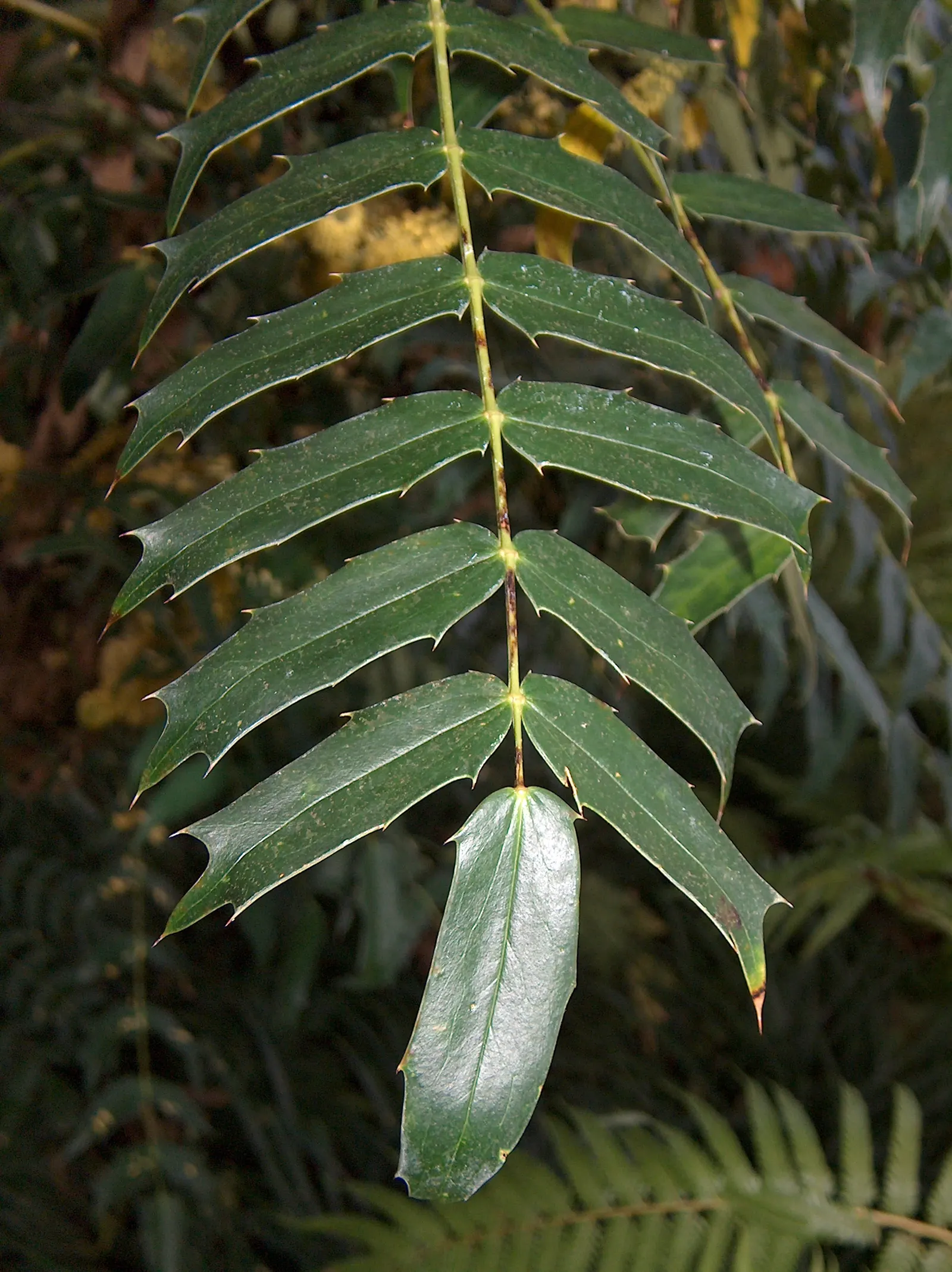 Holly Grape (Mahonia Lomariifolia) — whose deep green hue contrasts sharply with the plant's bright-yellow; blue-black berries that attract birds, image 56