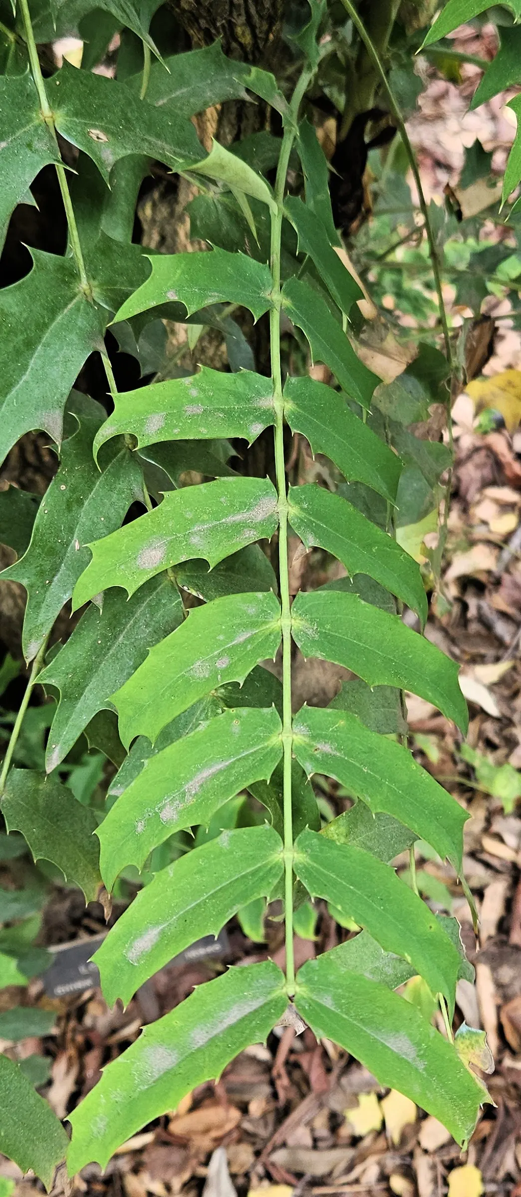 Holly Grape (Mahonia Lomariifolia) — It is hardy in USDA zones 7 through 9, showcasing moderate drought tolerance once established
