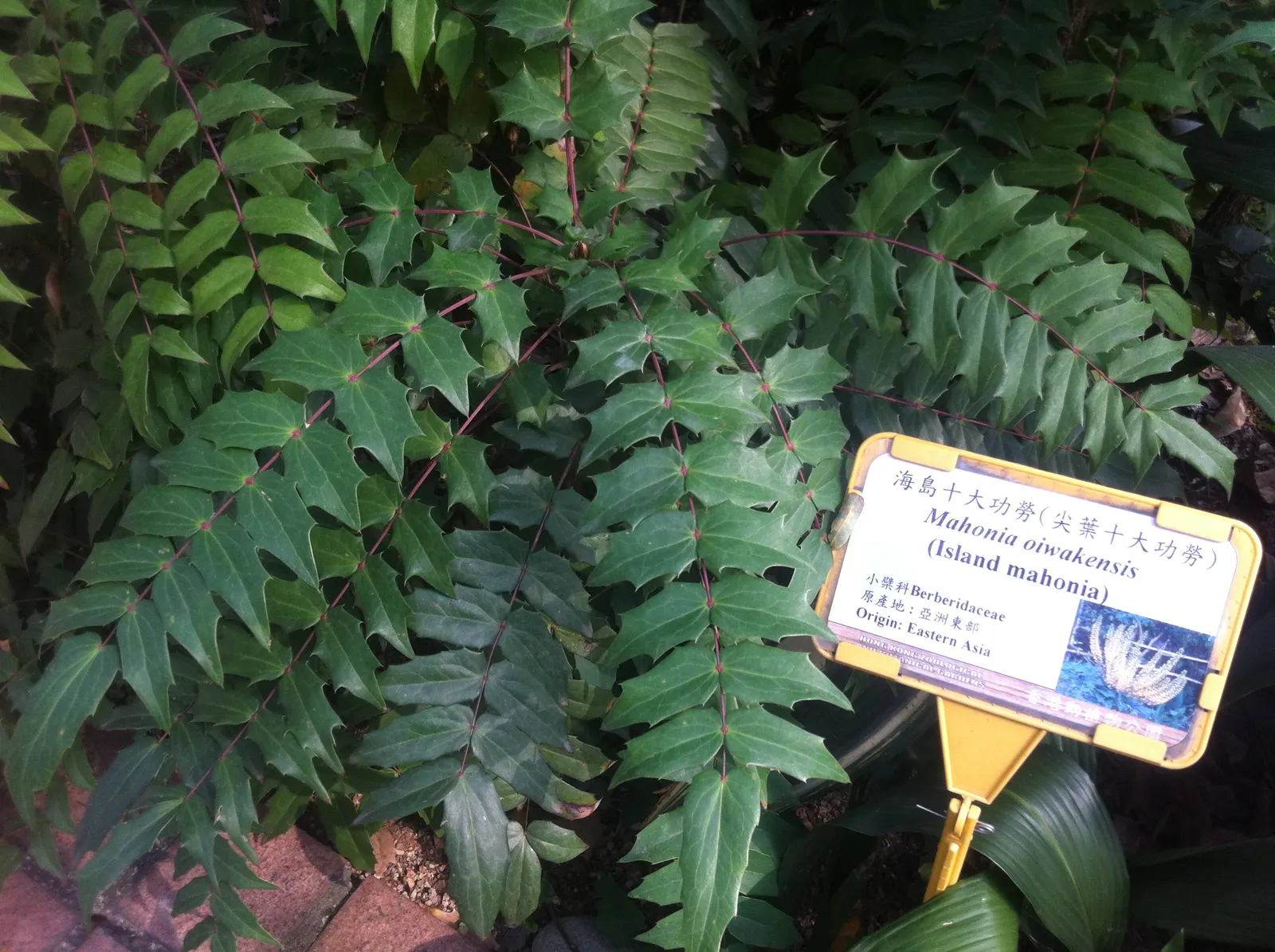 Holly Grape (Mahonia Lomariifolia) — Mahonia lomariifolia prefers partial to full shade and well-drained soil with an acid to neutral pH; broadleaf evergreen /